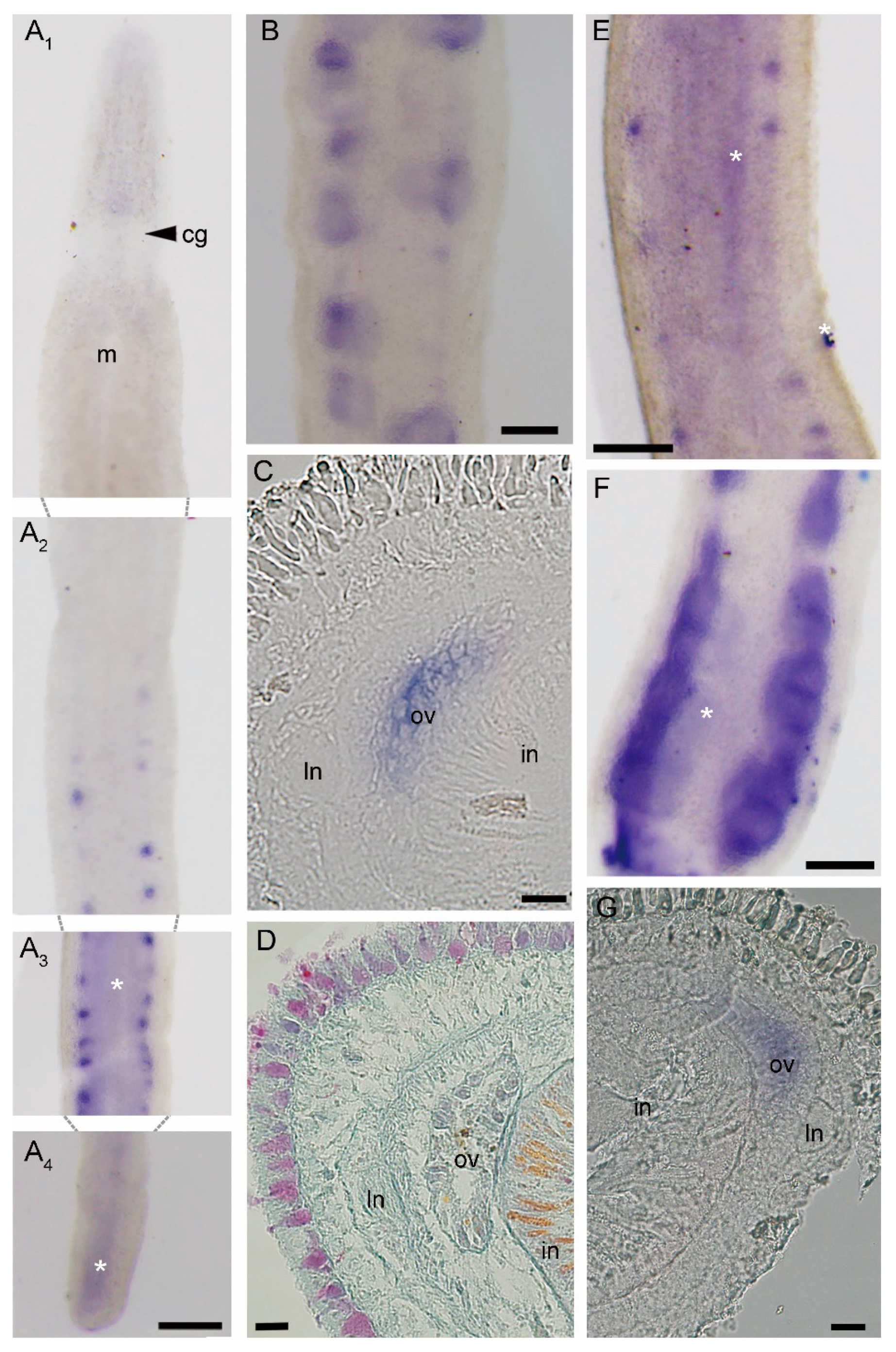 Genes 11 01484 g002 Genes 11 01484 g002