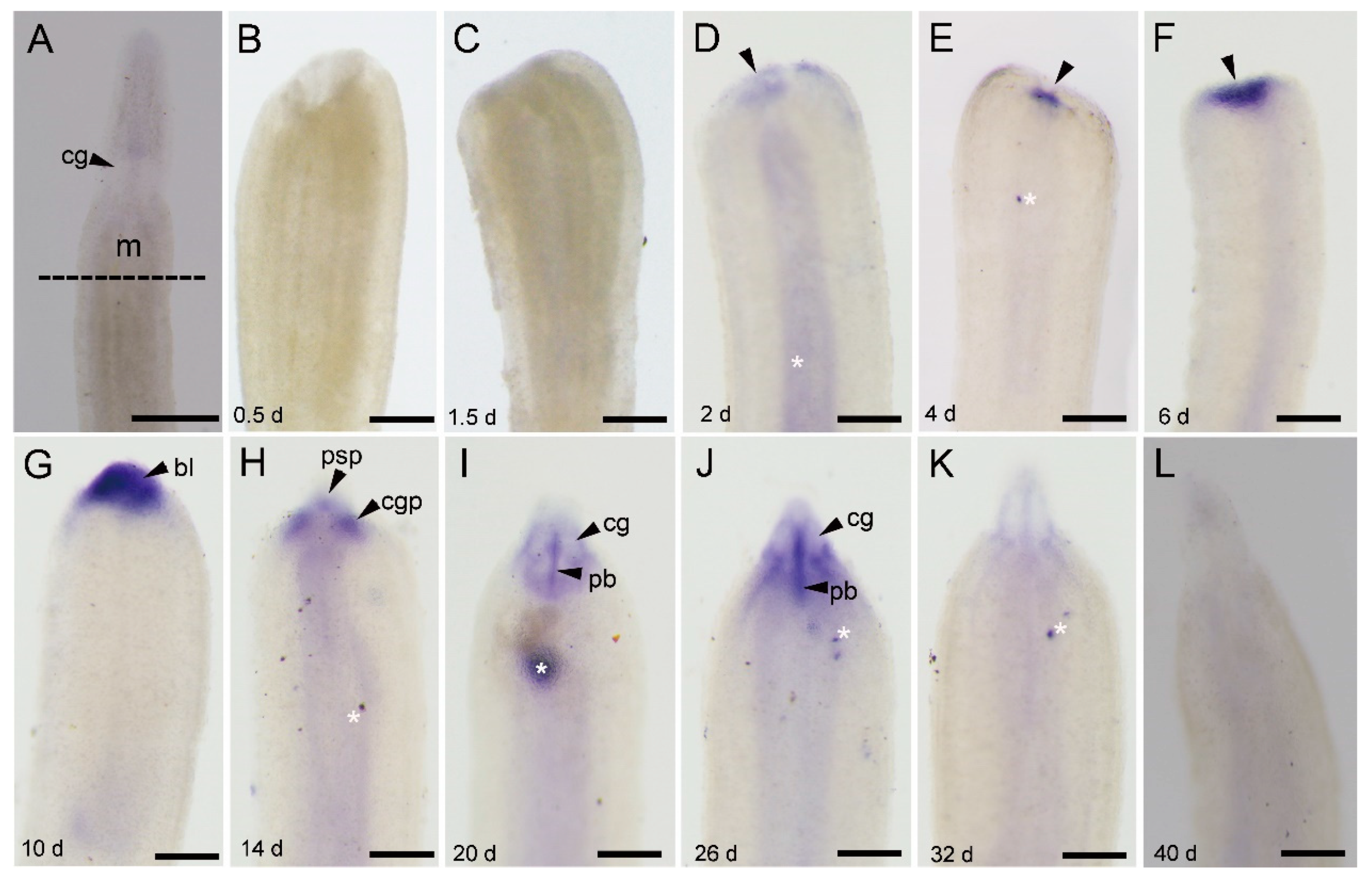 Genes 11 01484 g003 Genes 11 01484 g003