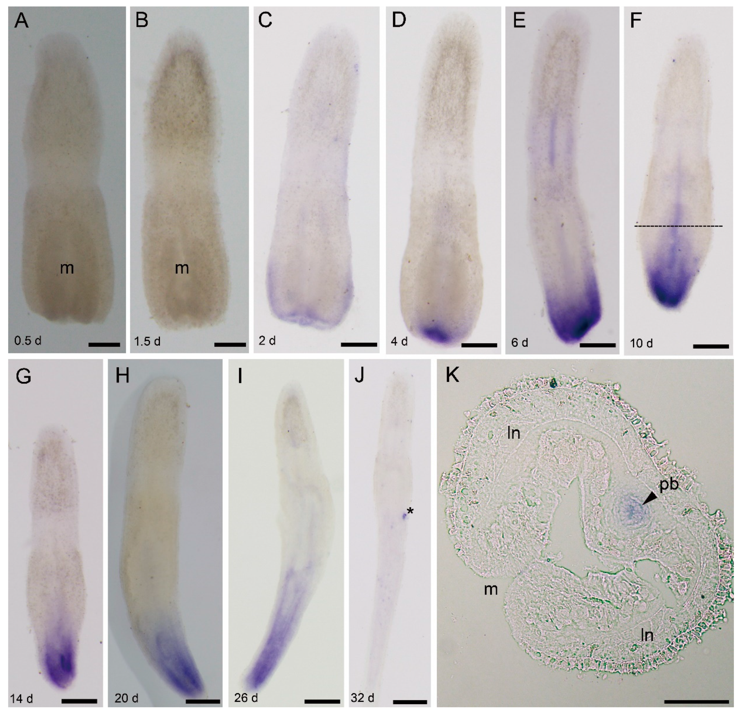 Genes 11 01484 g005 Genes 11 01484 g005