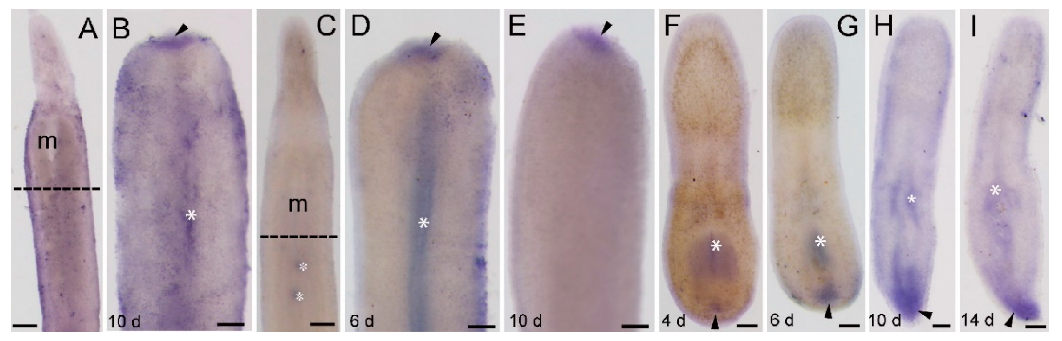 Genes 11 01484 g007 Genes 11 01484 g007