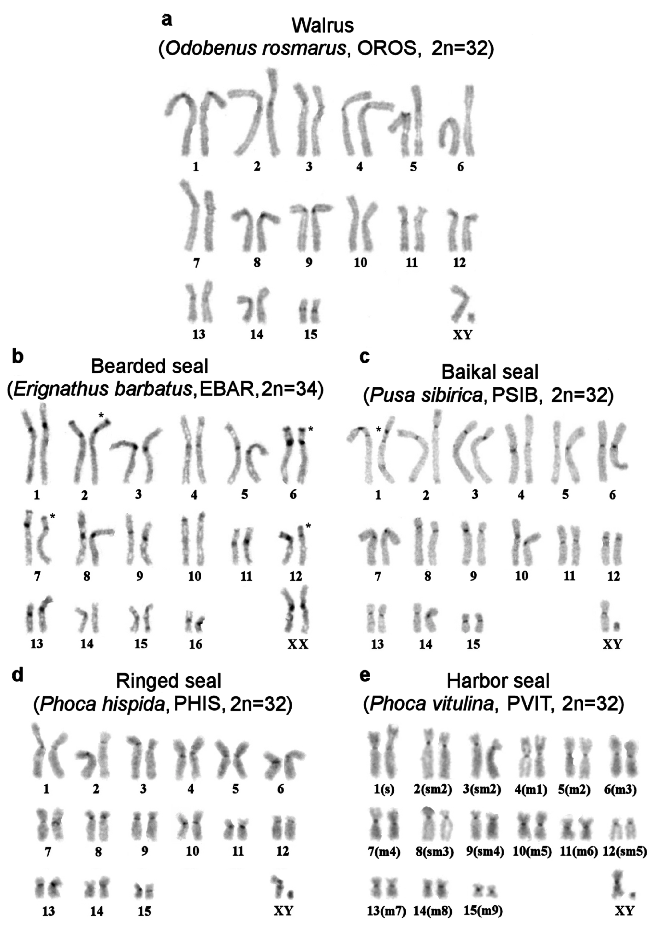 Genes 11 01485 g003a Genes 11 01485 g003a