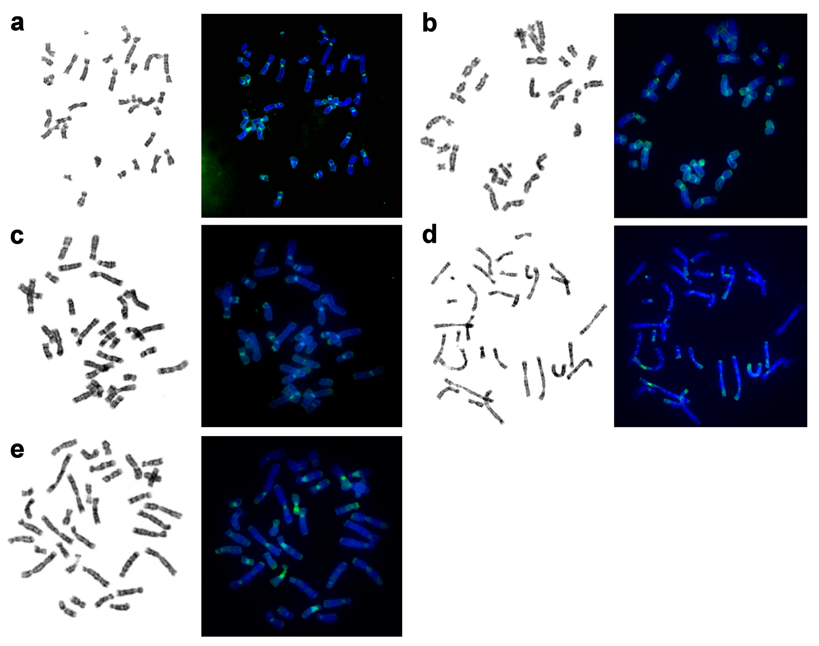 Genes 11 01485 g004 Genes 11 01485 g004