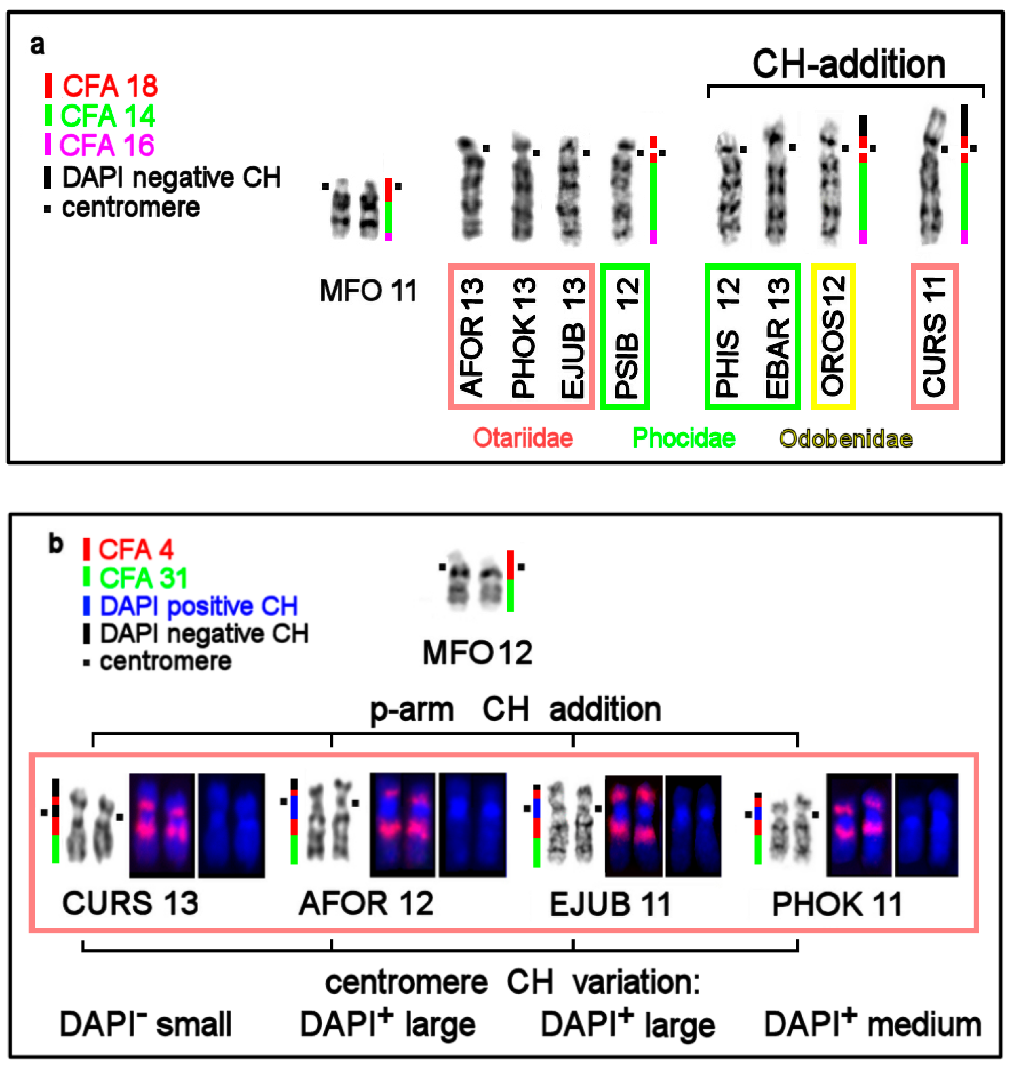 Genes 11 01485 g005a Genes 11 01485 g005a
