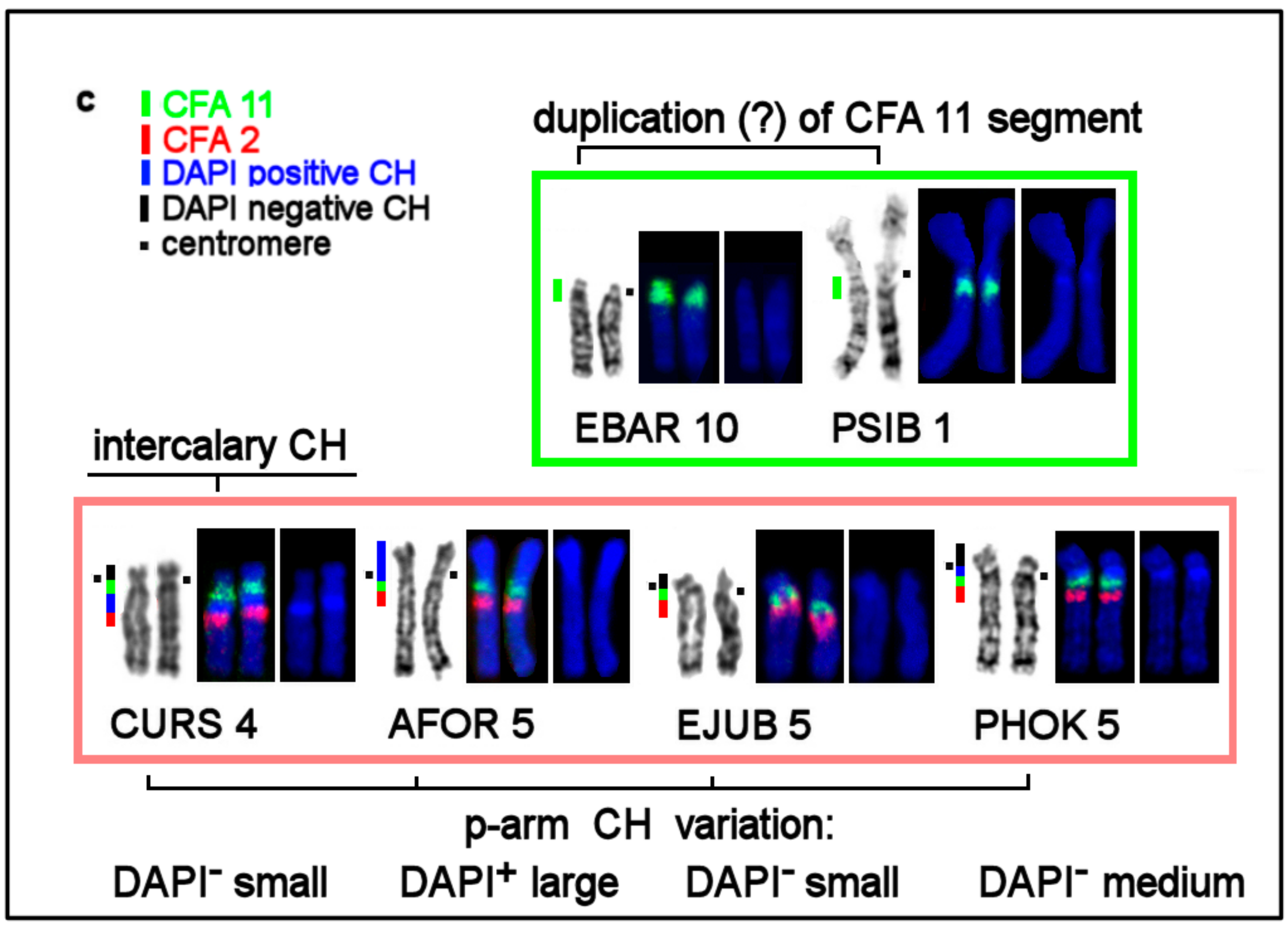 Genes 11 01485 g005b Genes 11 01485 g005b
