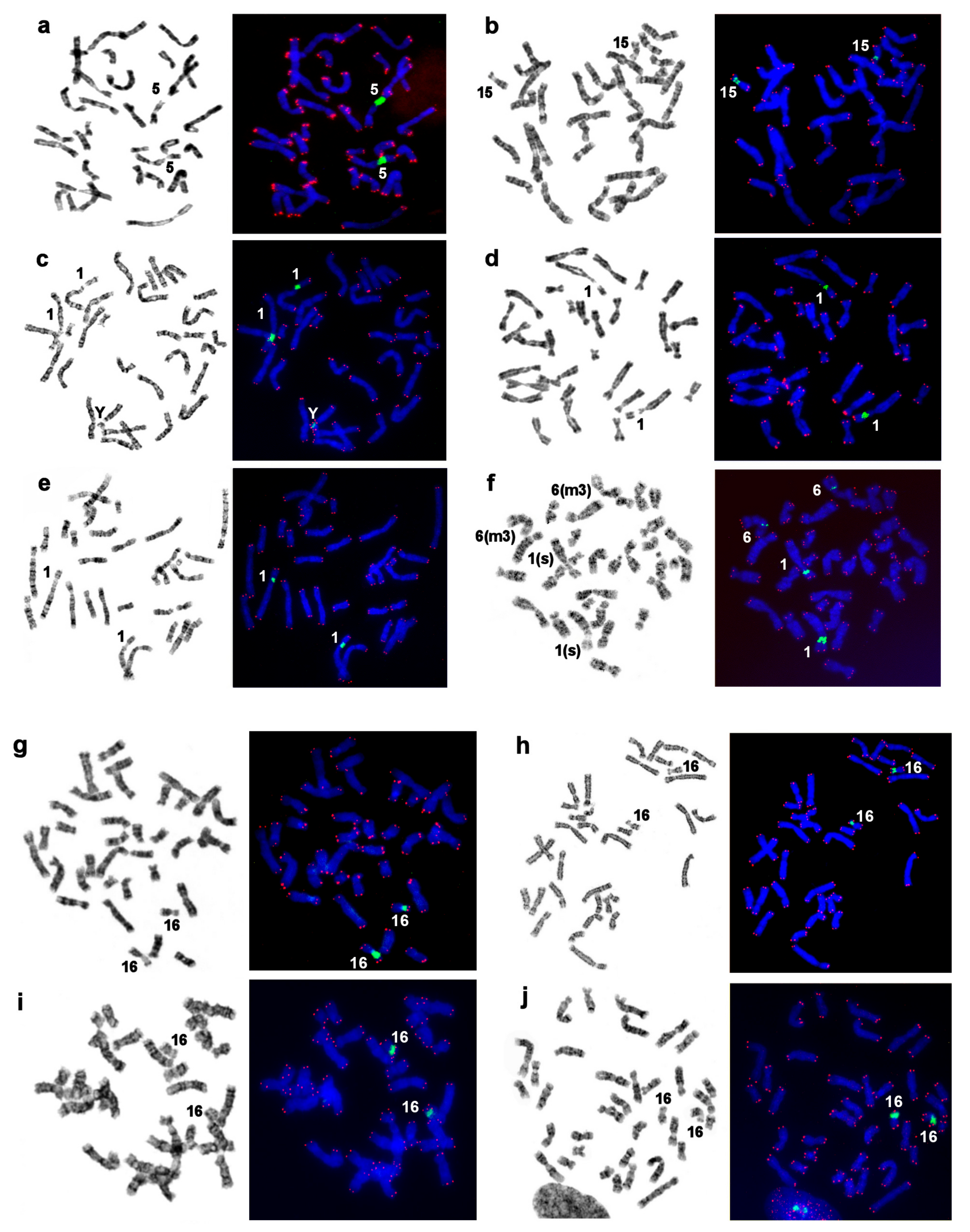 Genes 11 01485 g007 Genes 11 01485 g007