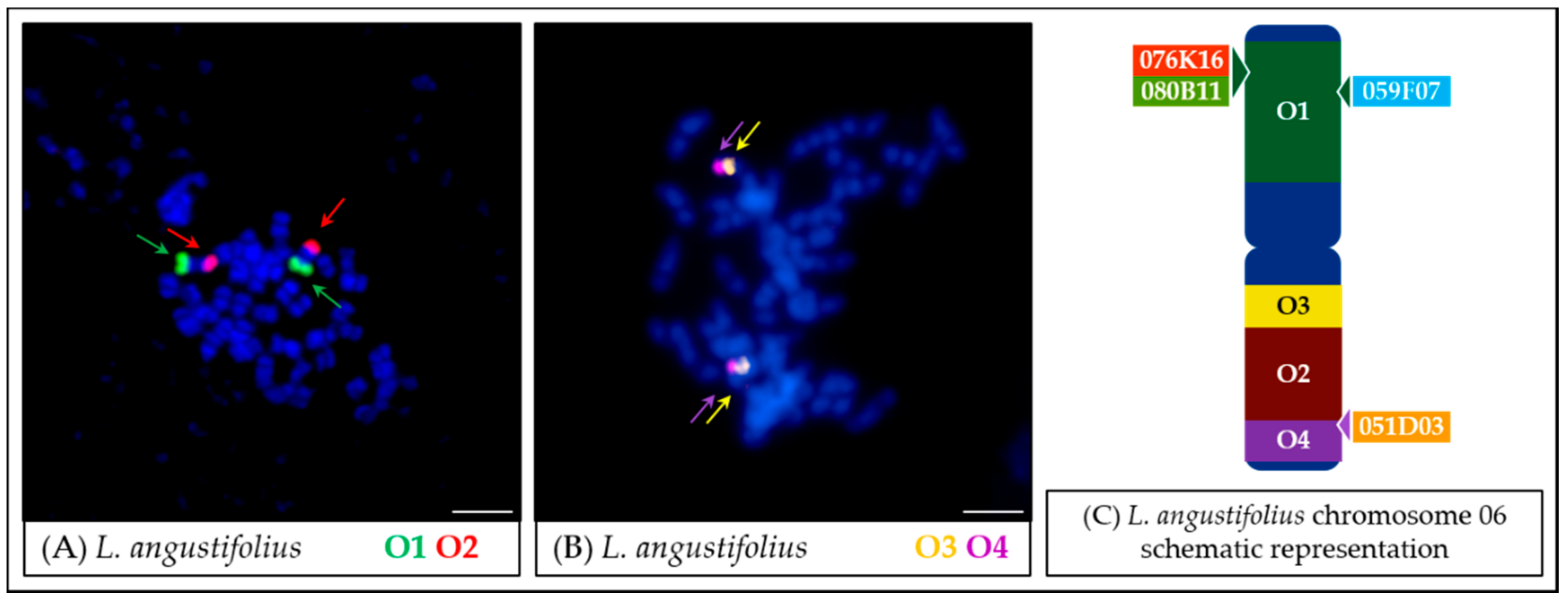 Genes 11 01489 g003 Genes 11 01489 g003