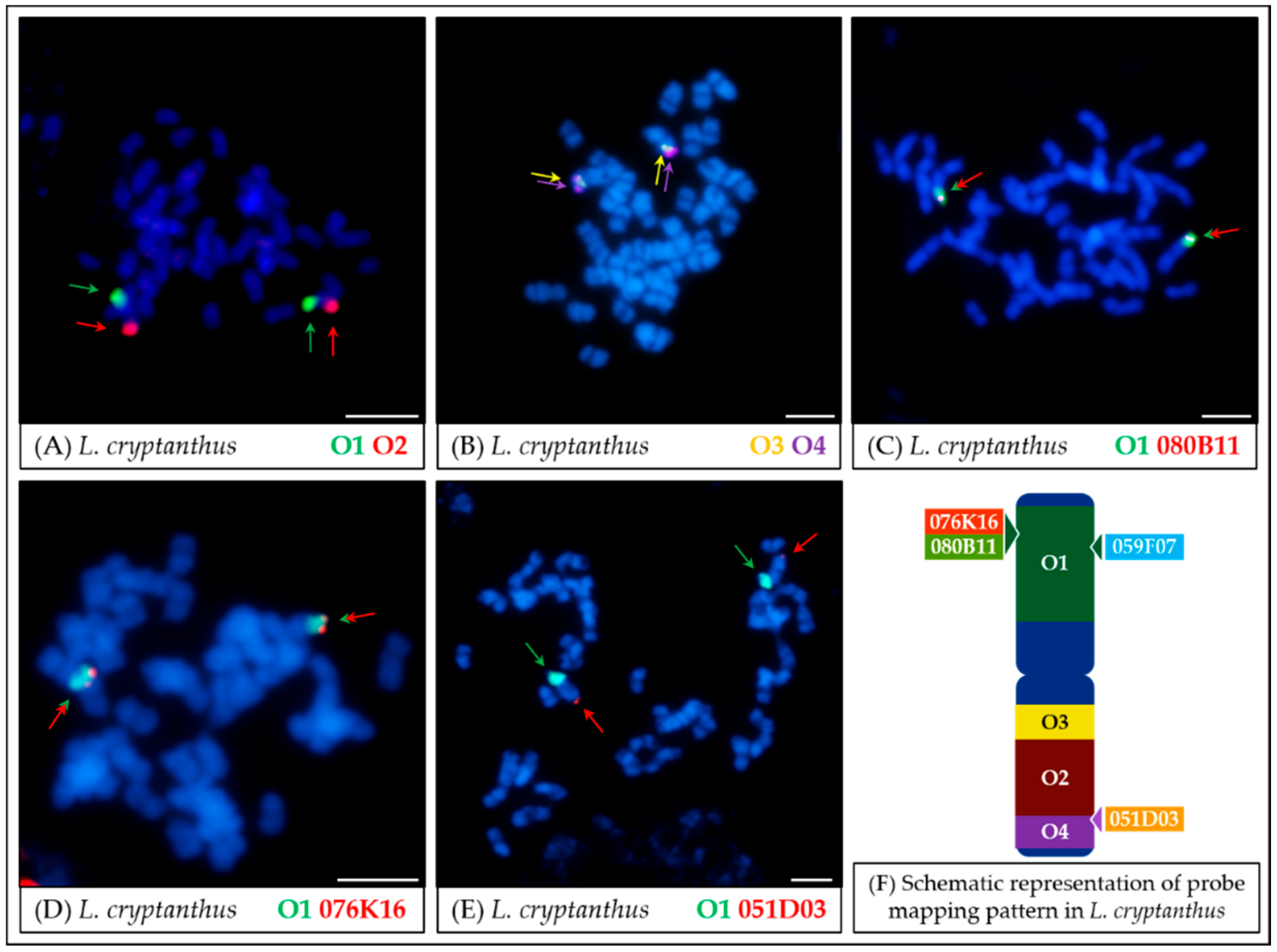 Genes 11 01489 g004 Genes 11 01489 g004