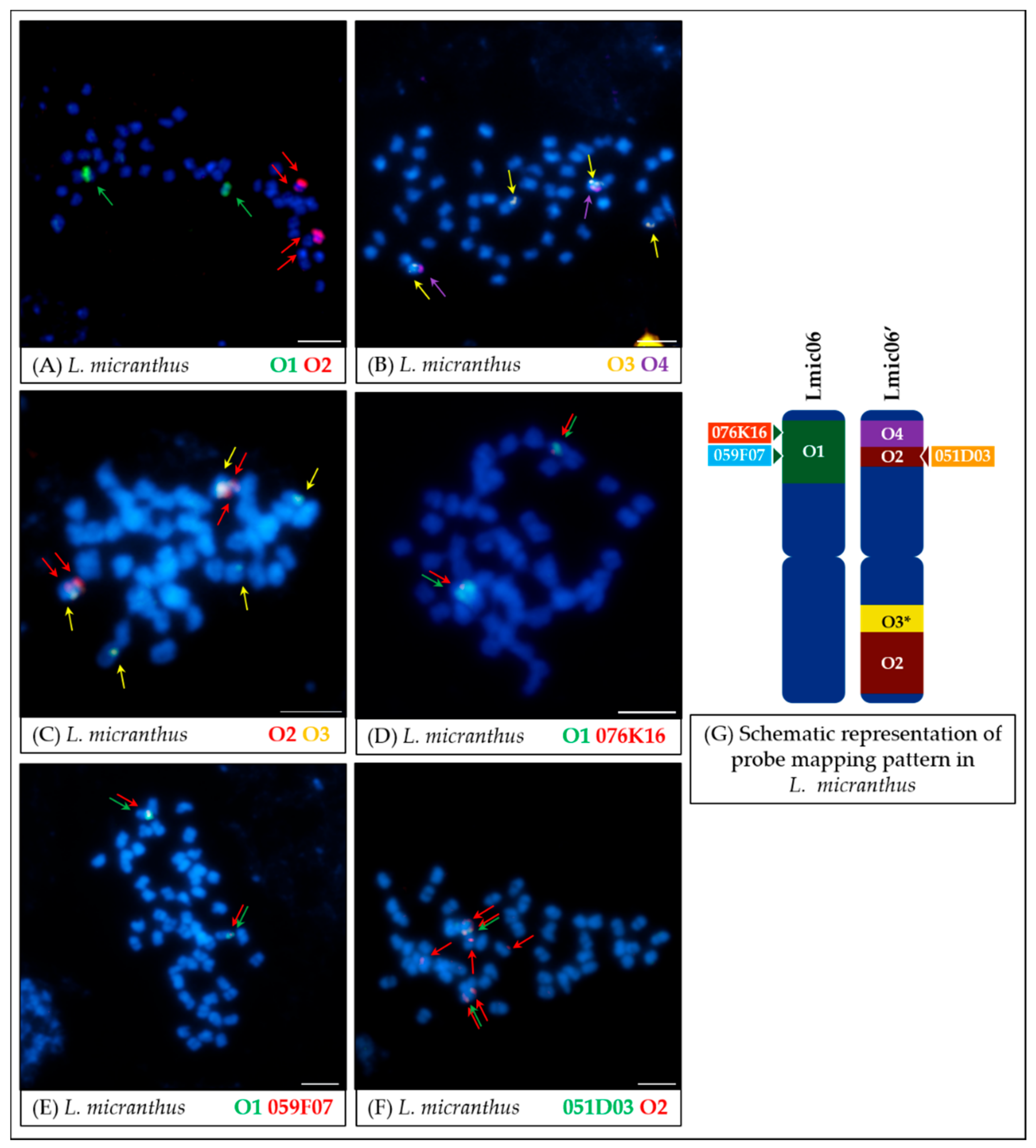Genes 11 01489 g005 Genes 11 01489 g005