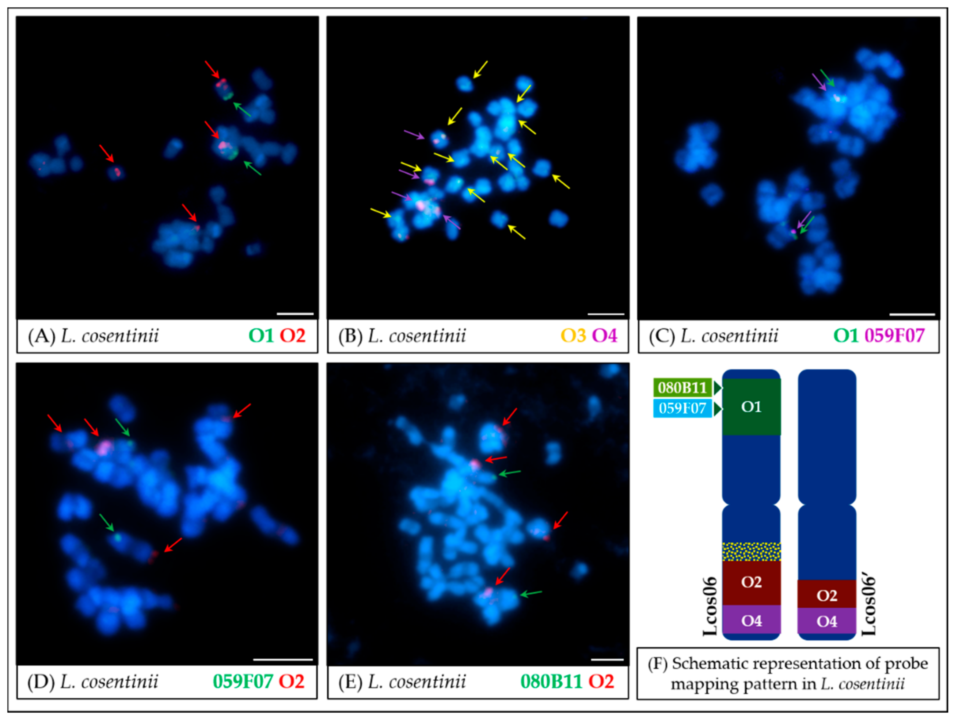 Genes 11 01489 g006 Genes 11 01489 g006