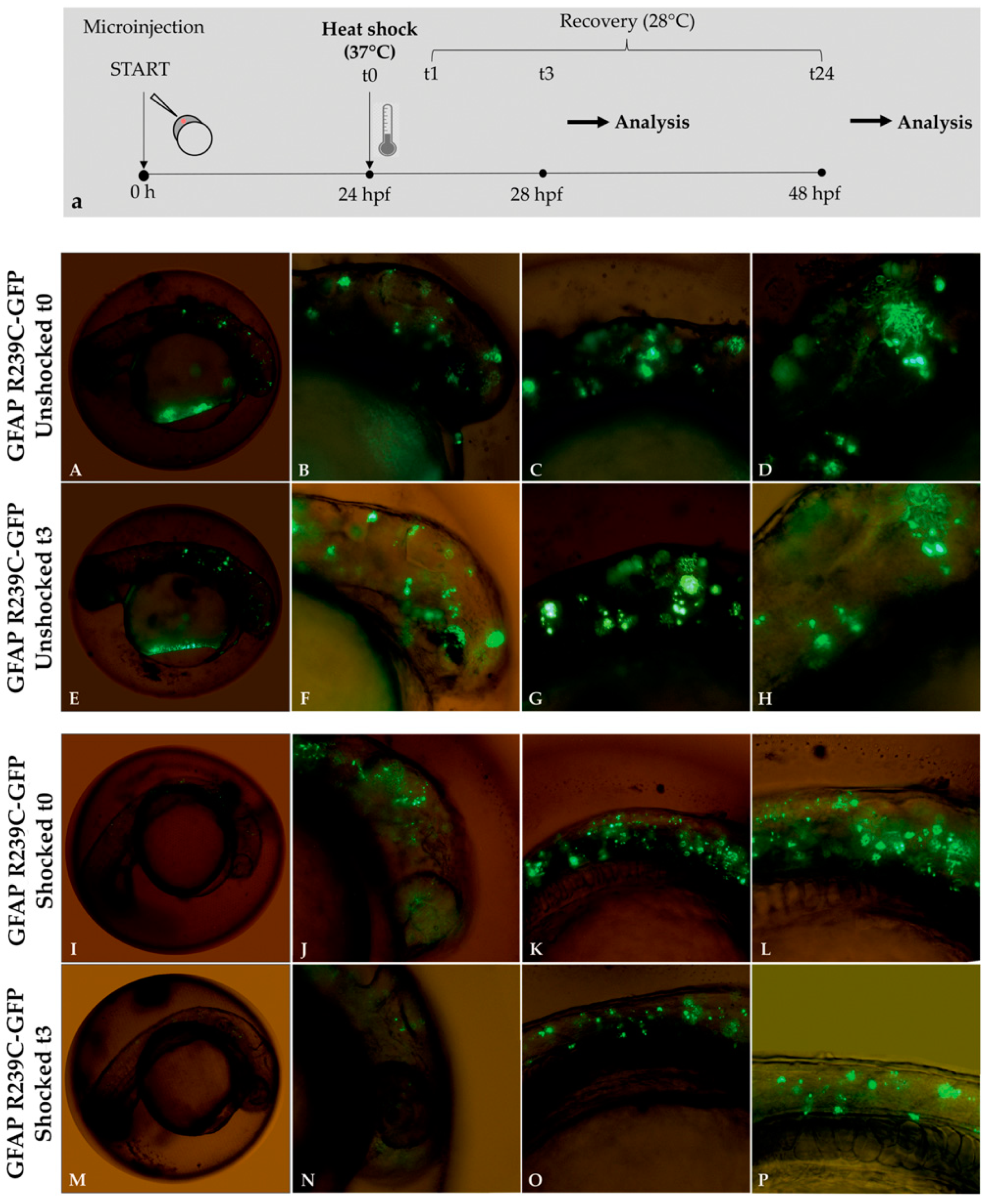 Genes 11 01490 g009 Genes 11 01490 g009
