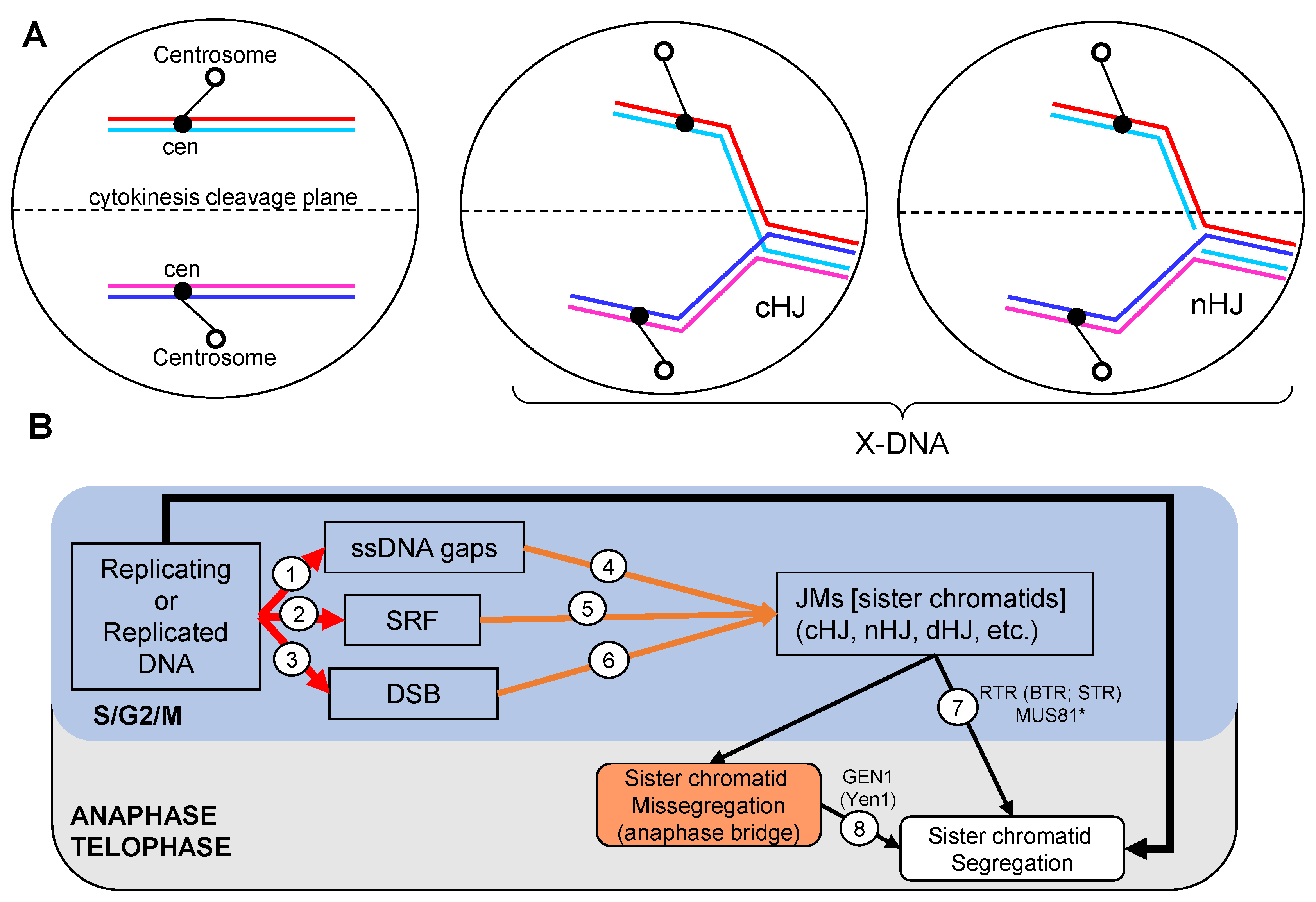 Genes 11 01498 g001