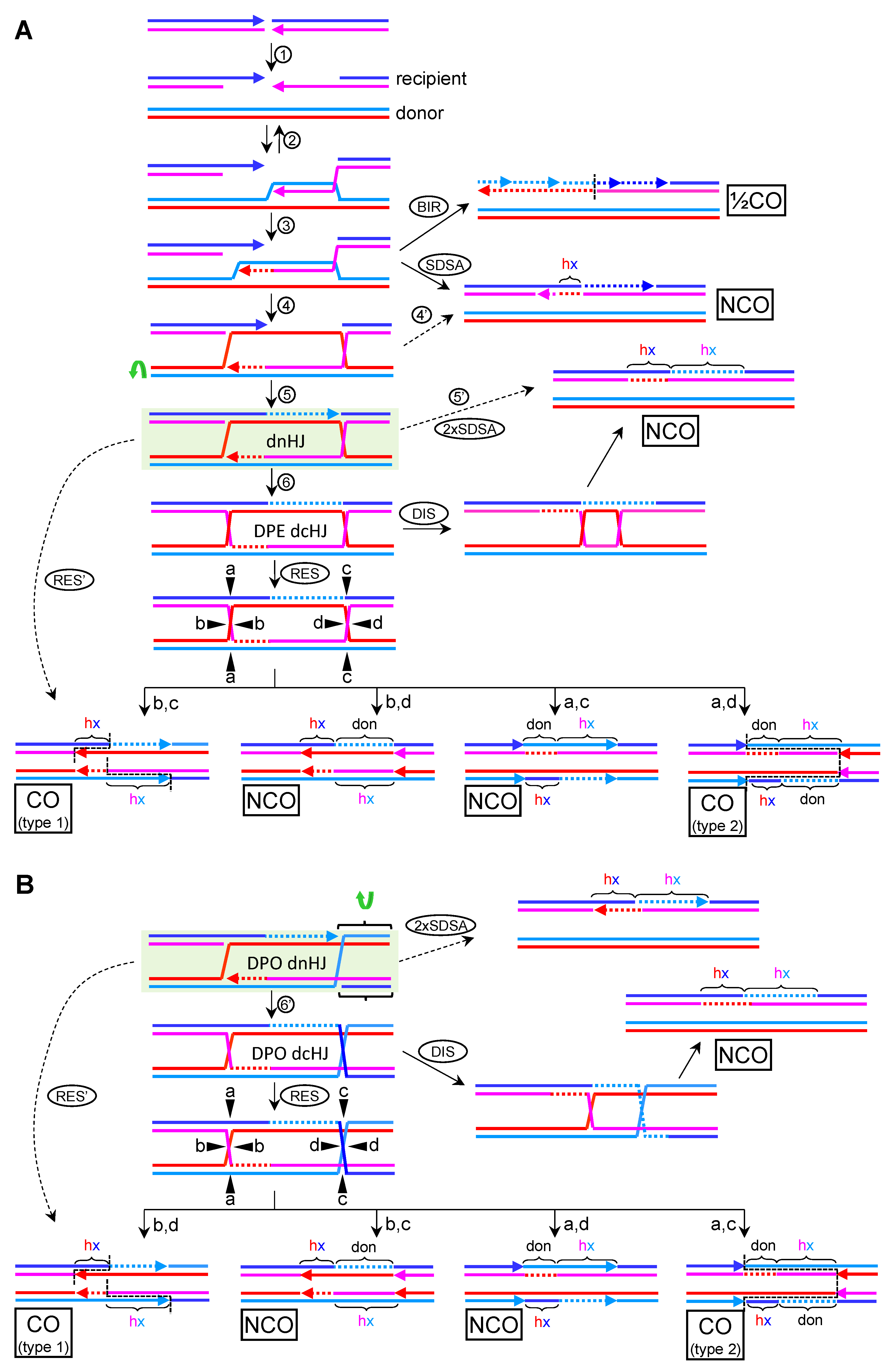 Genes 11 01498 g007