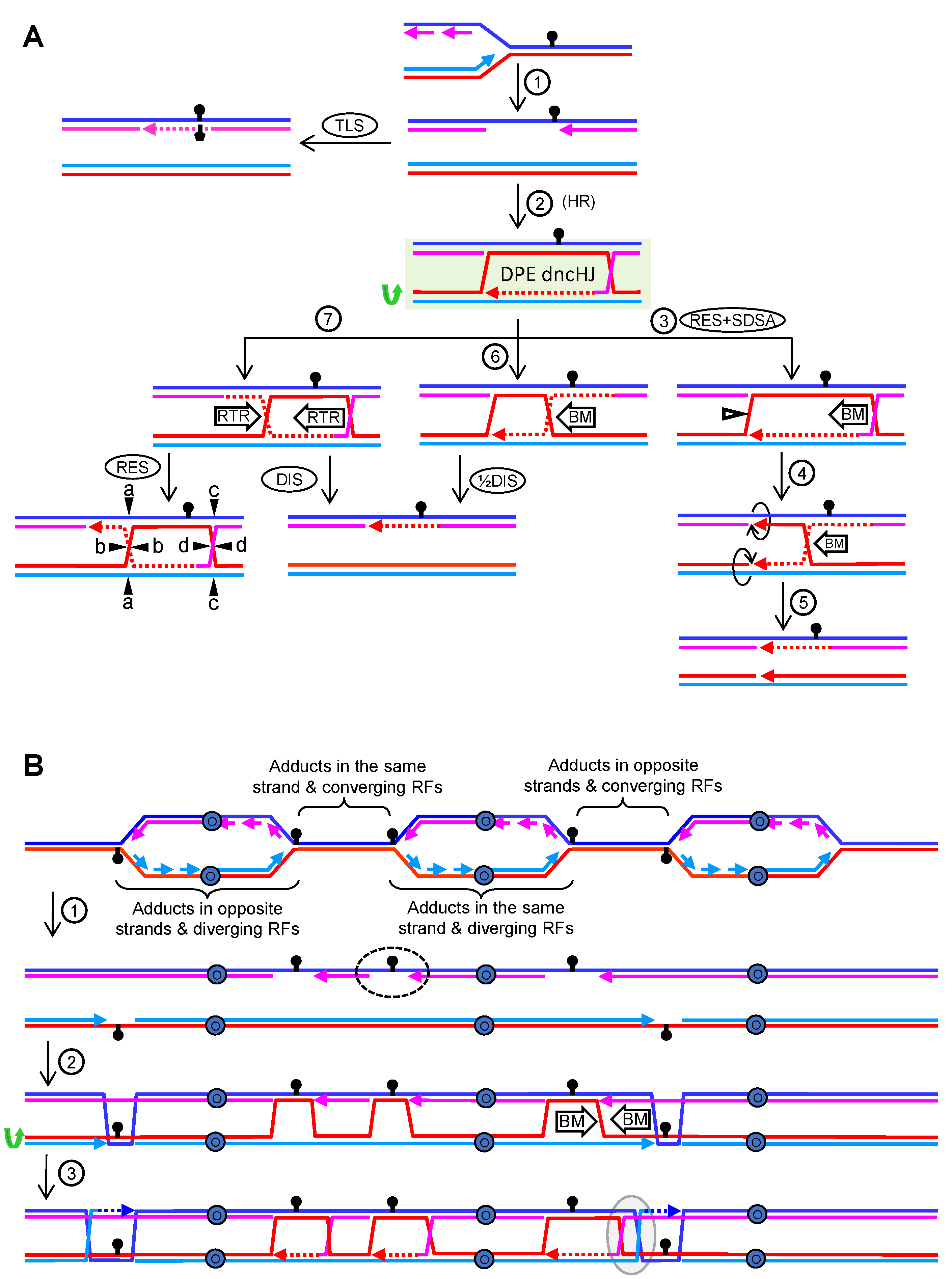 Genes 11 01498 g008