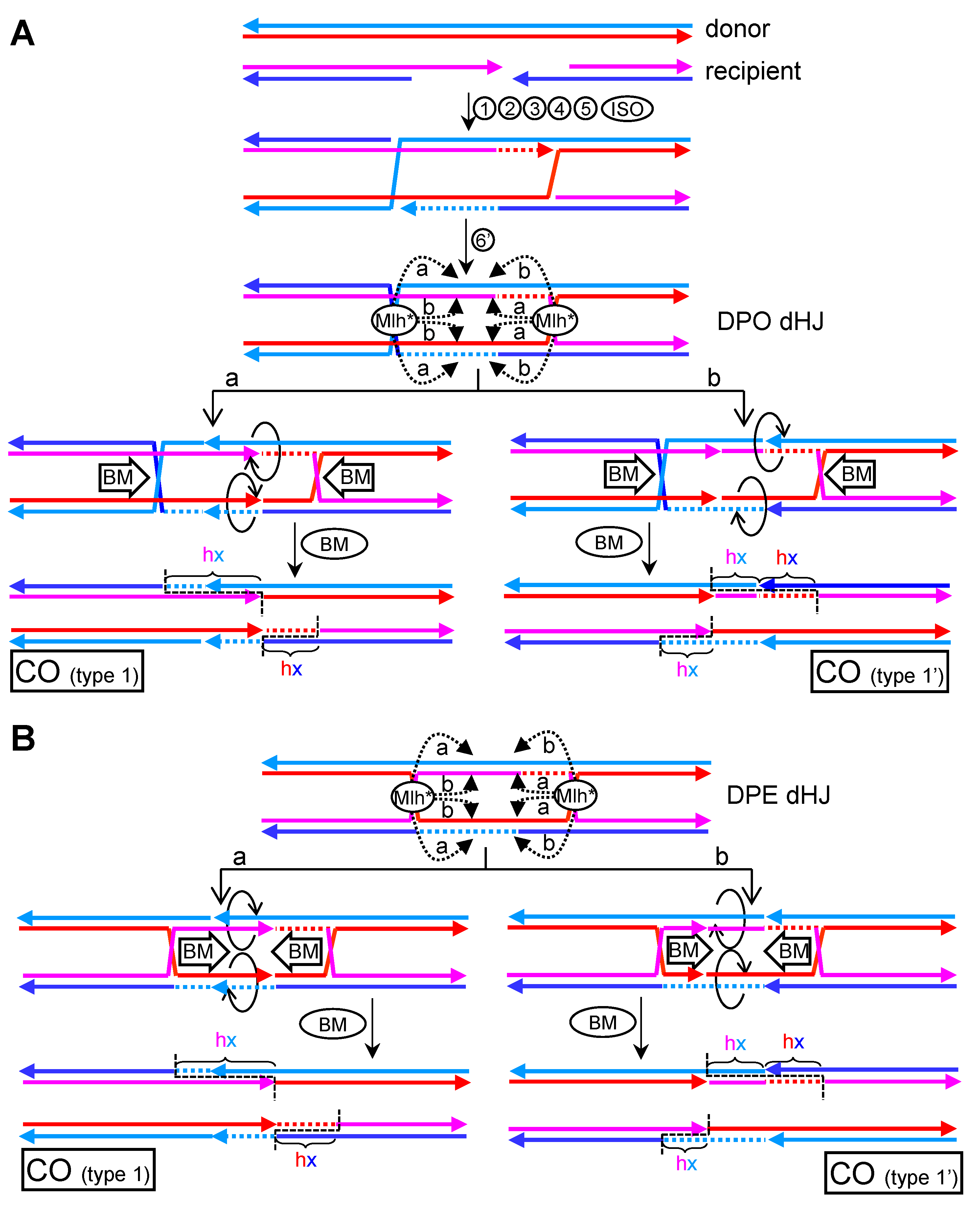 Genes 11 01498 g010