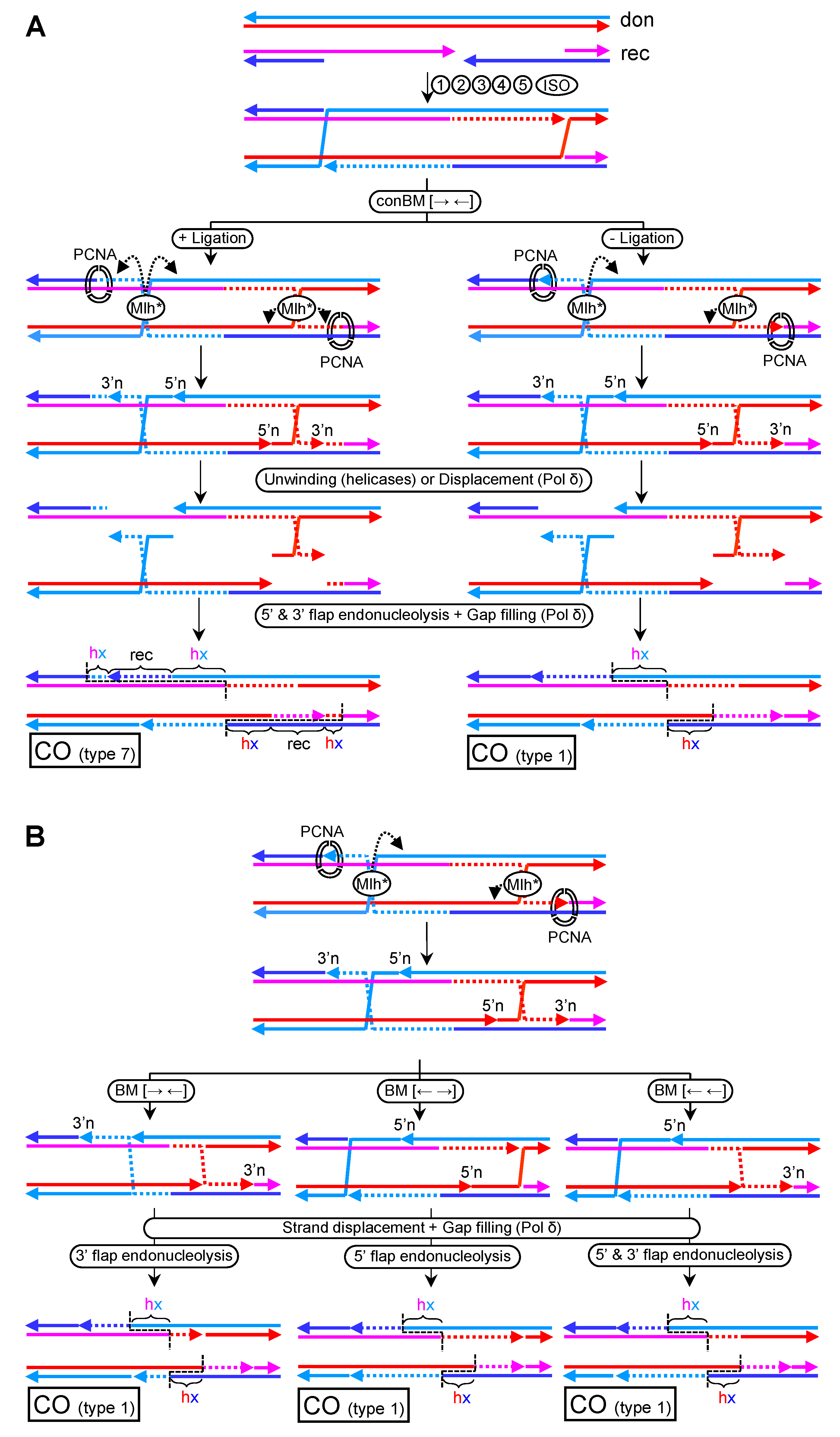 Genes 11 01498 g011