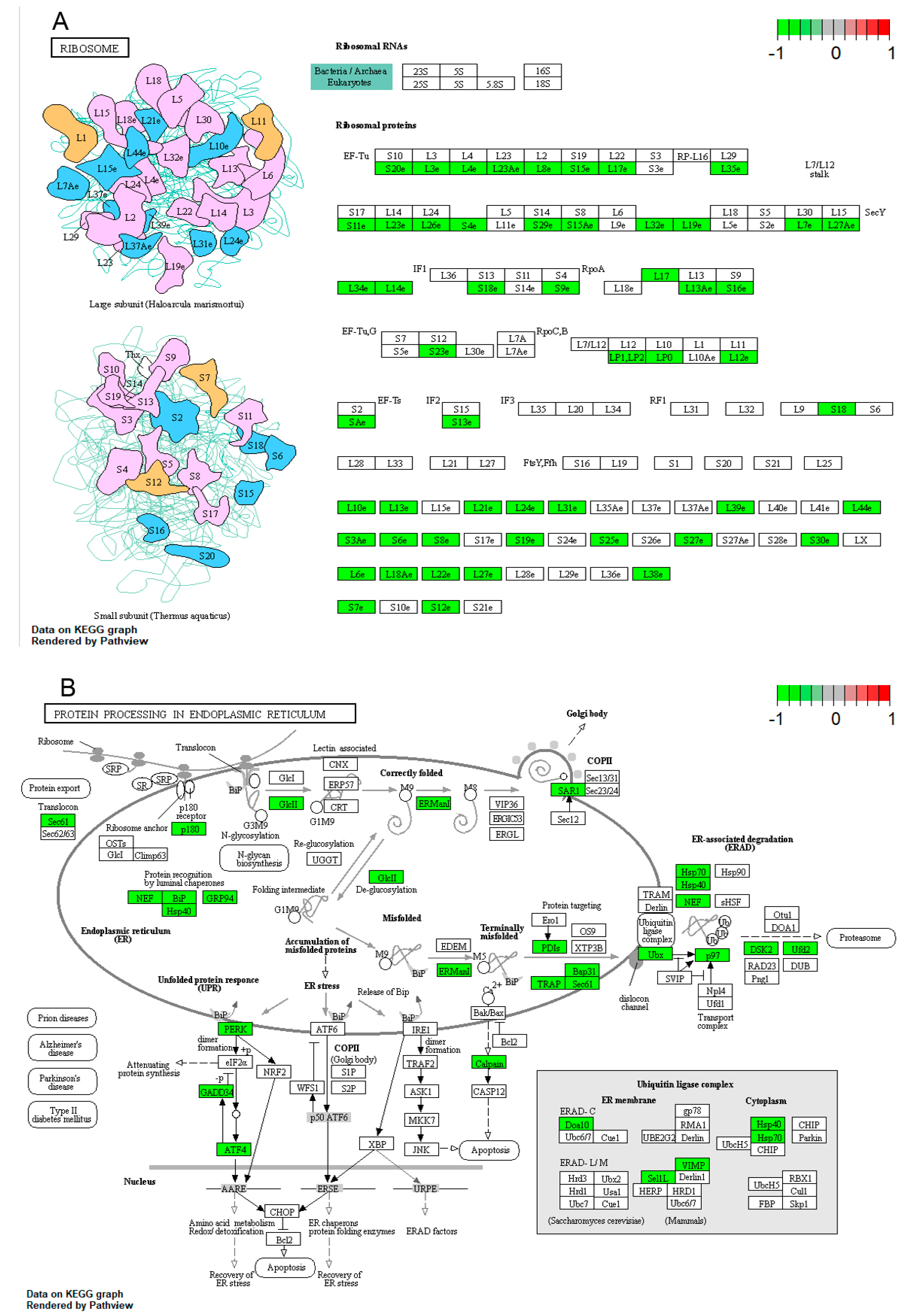 Genes 11 01499 g004 Genes 11 01499 g004