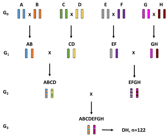 Genes Free Full Text You Had Me At Magic Four Barley Magic Populations Reveal Novel Resistance Qtl For Powdery Mildew Html