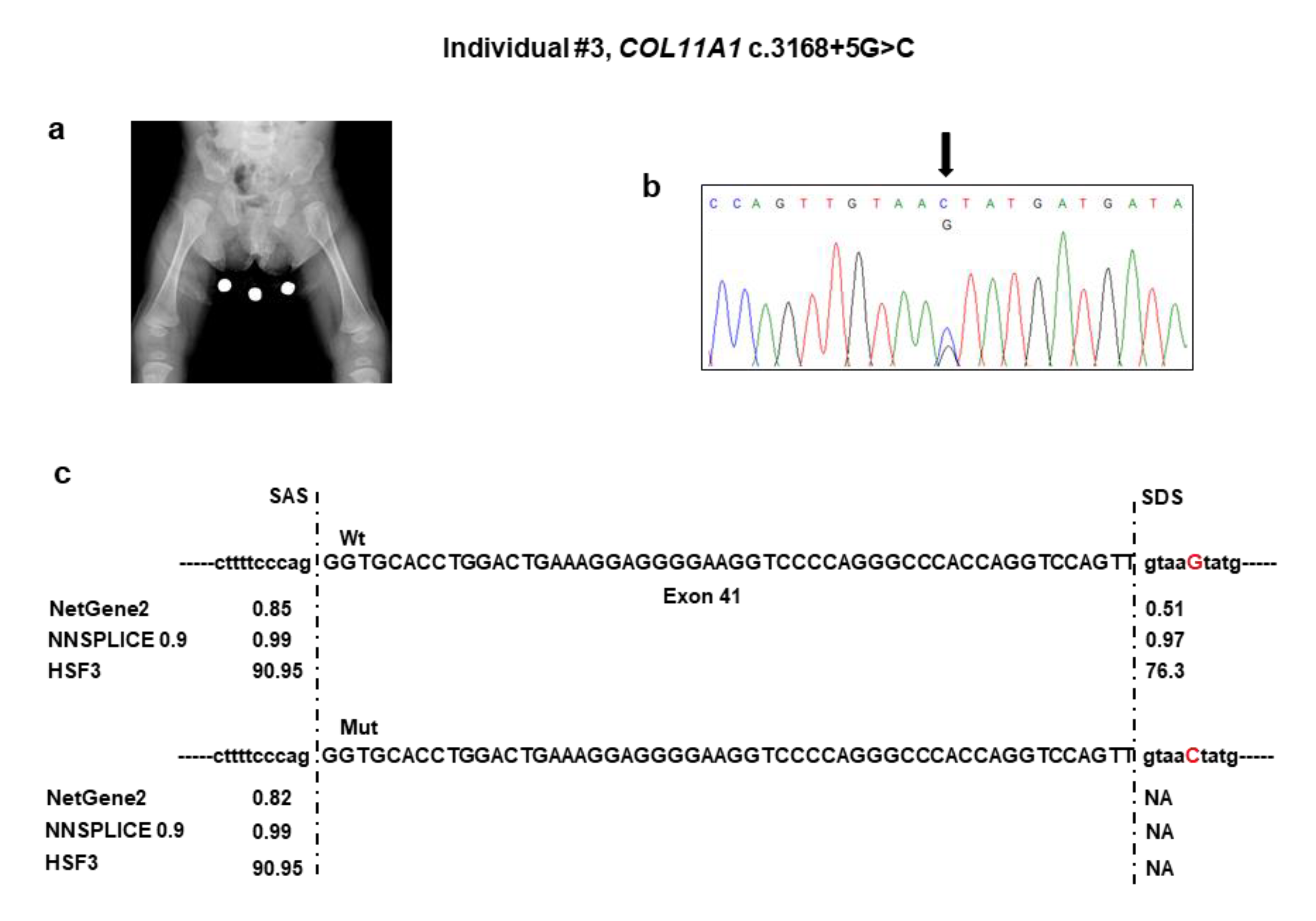 Genes 11 01513 g003a