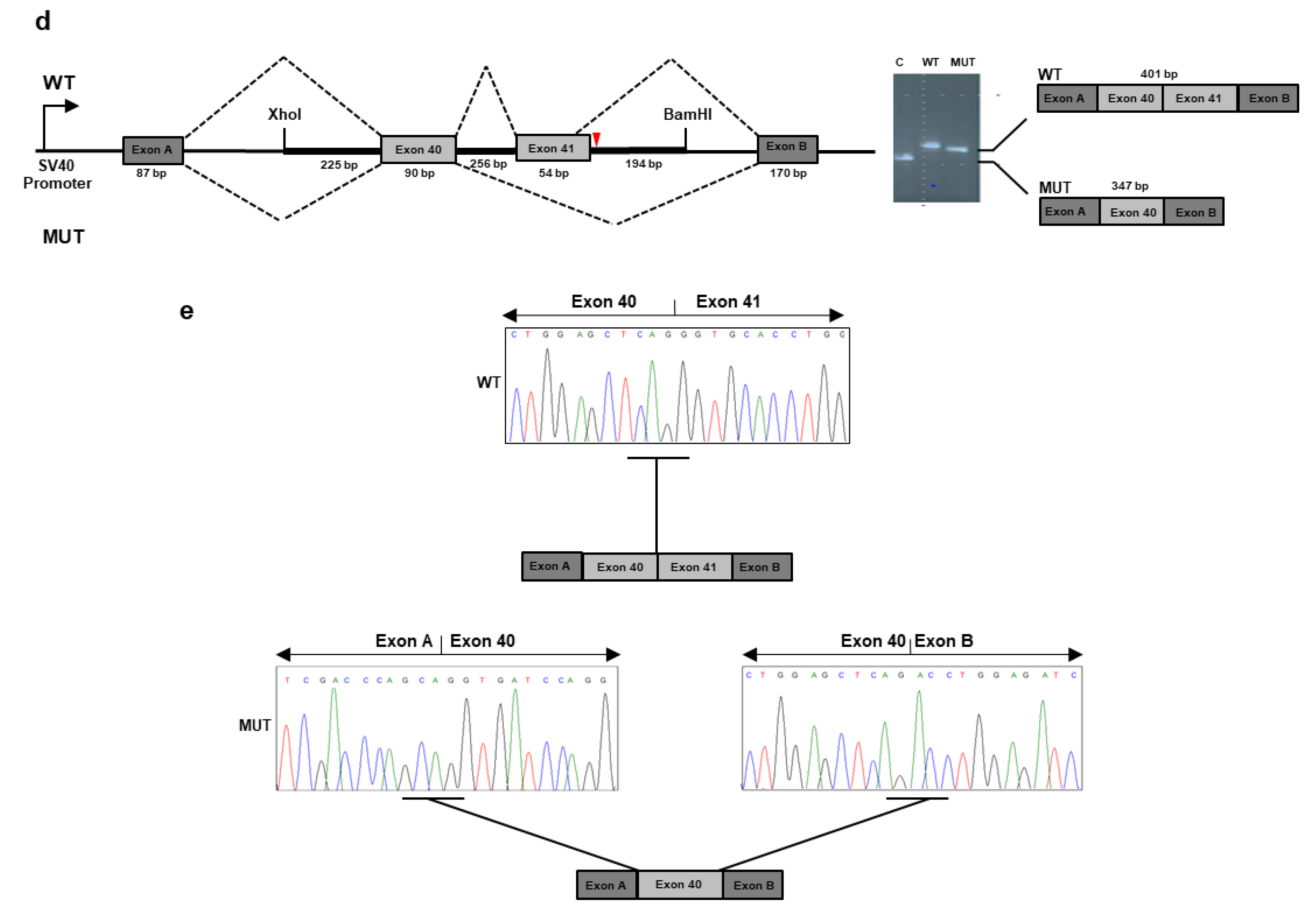 Genes 11 01513 g003b
