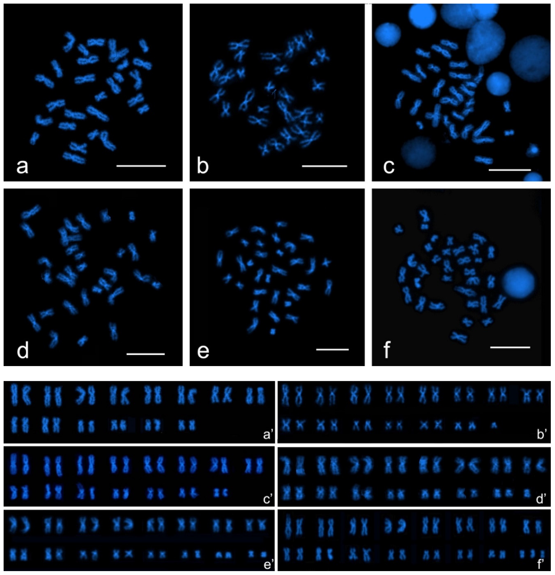 Genes 11 01515 g003 Genes 11 01515 g003