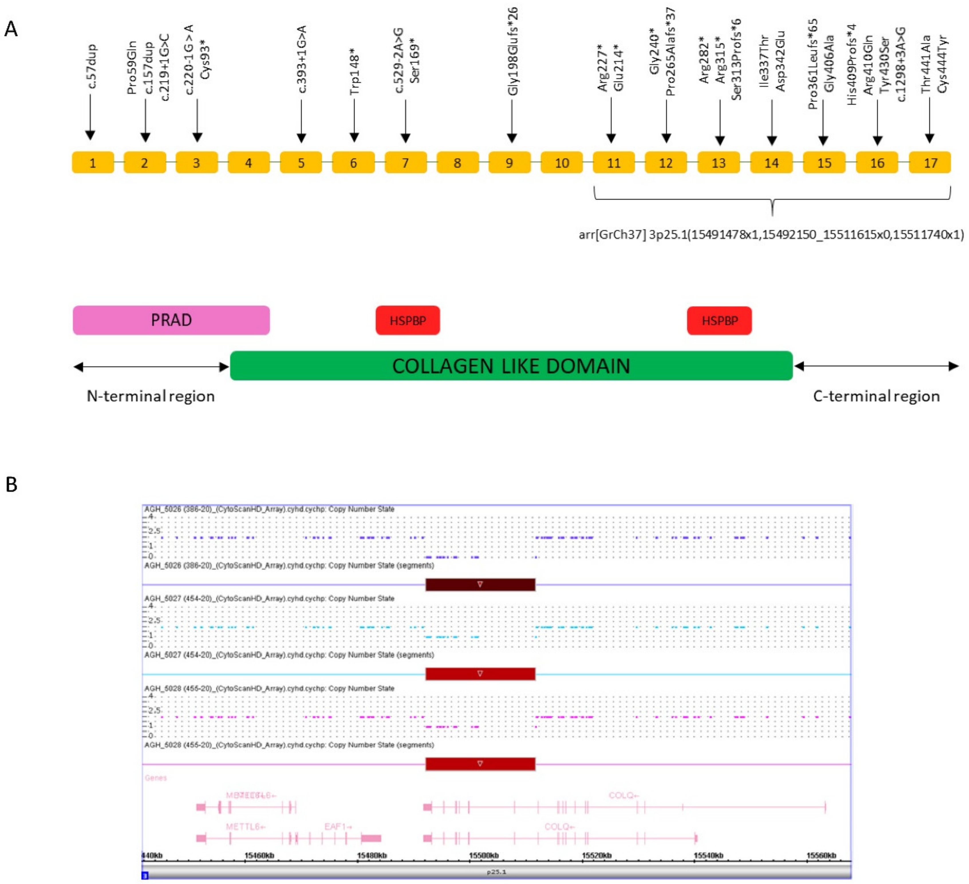Genes 11 01519 g003 Genes 11 01519 g003