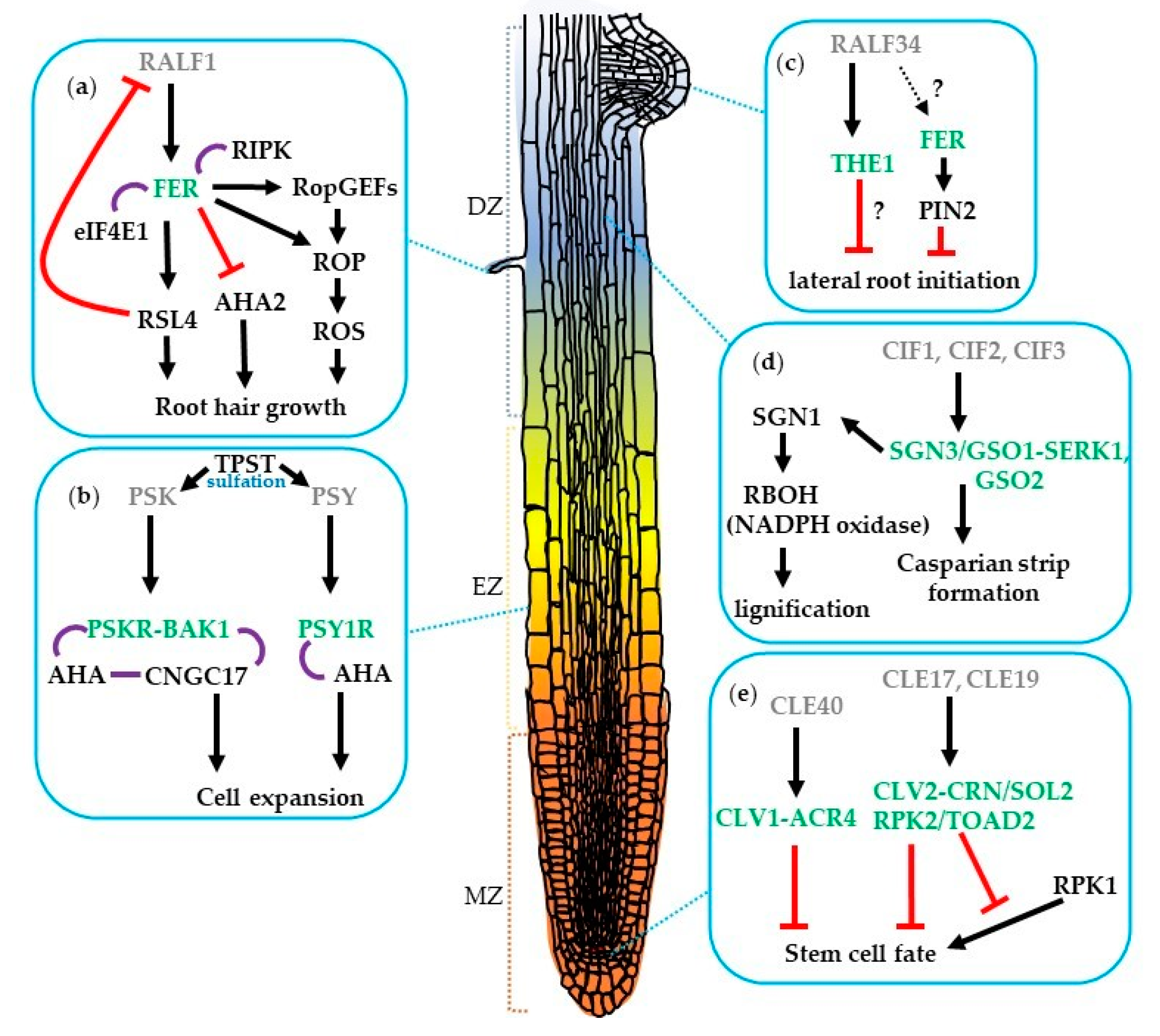 Genes 12 00022 g001