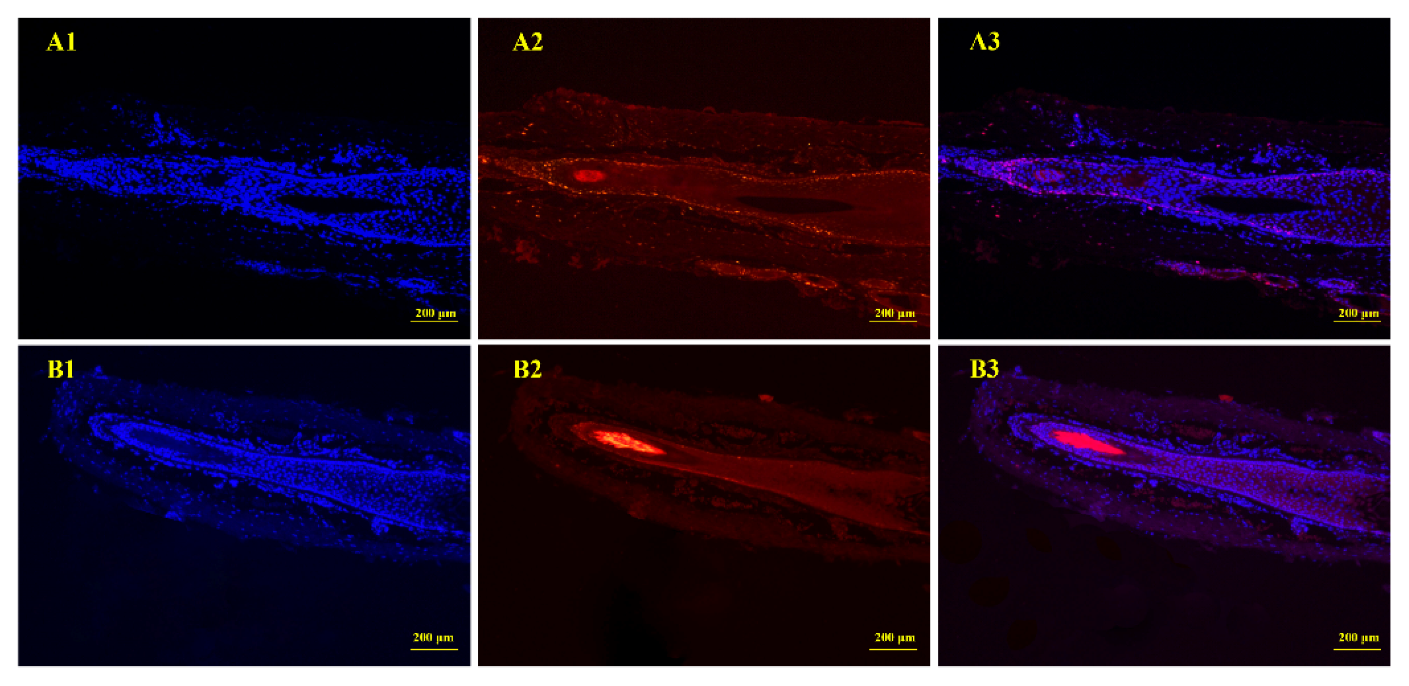 Genes 12 00024 g003 Genes 12 00024 g003