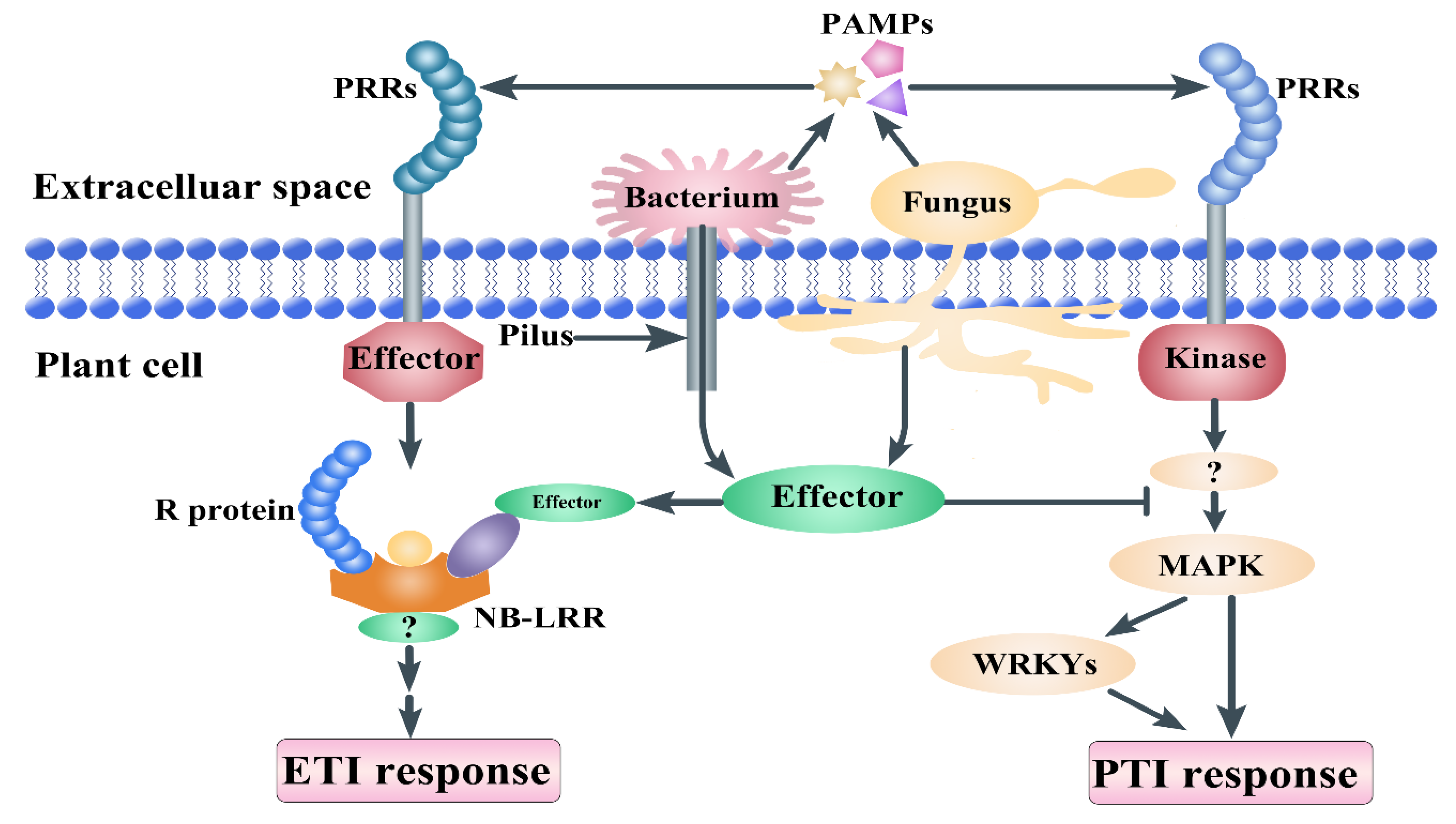 Genes 12 00031 g001 Genes 12 00031 g001