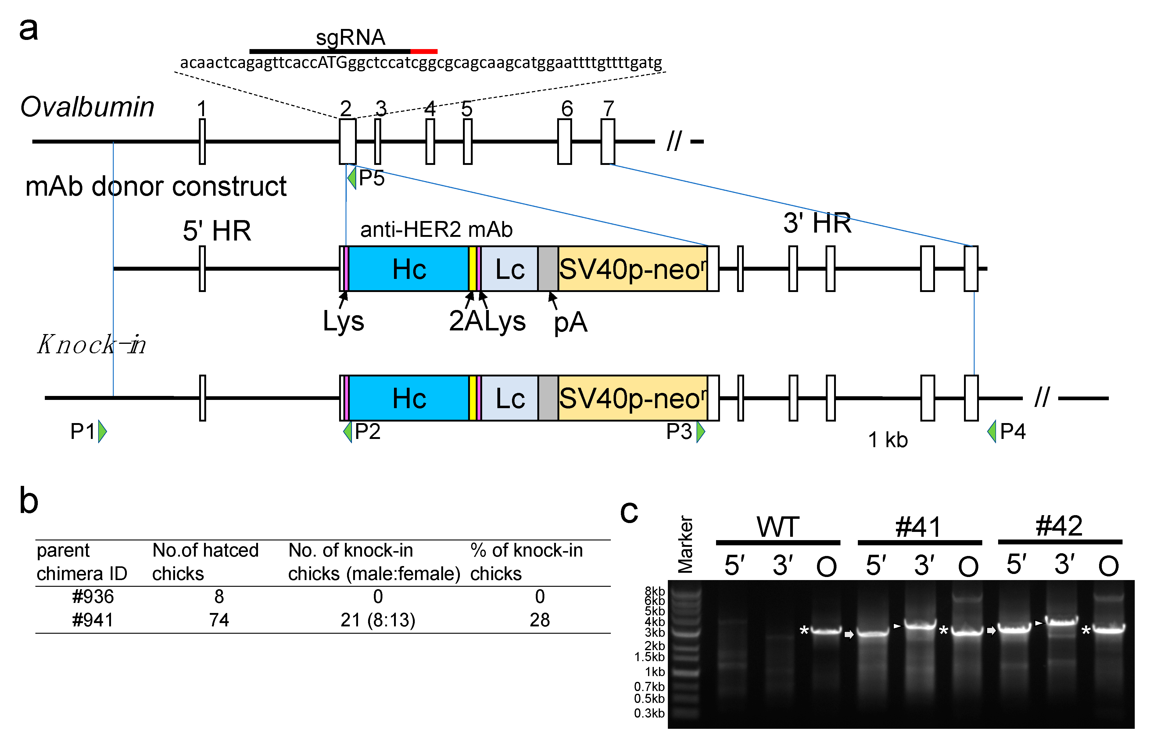 Genes 12 00038 g001