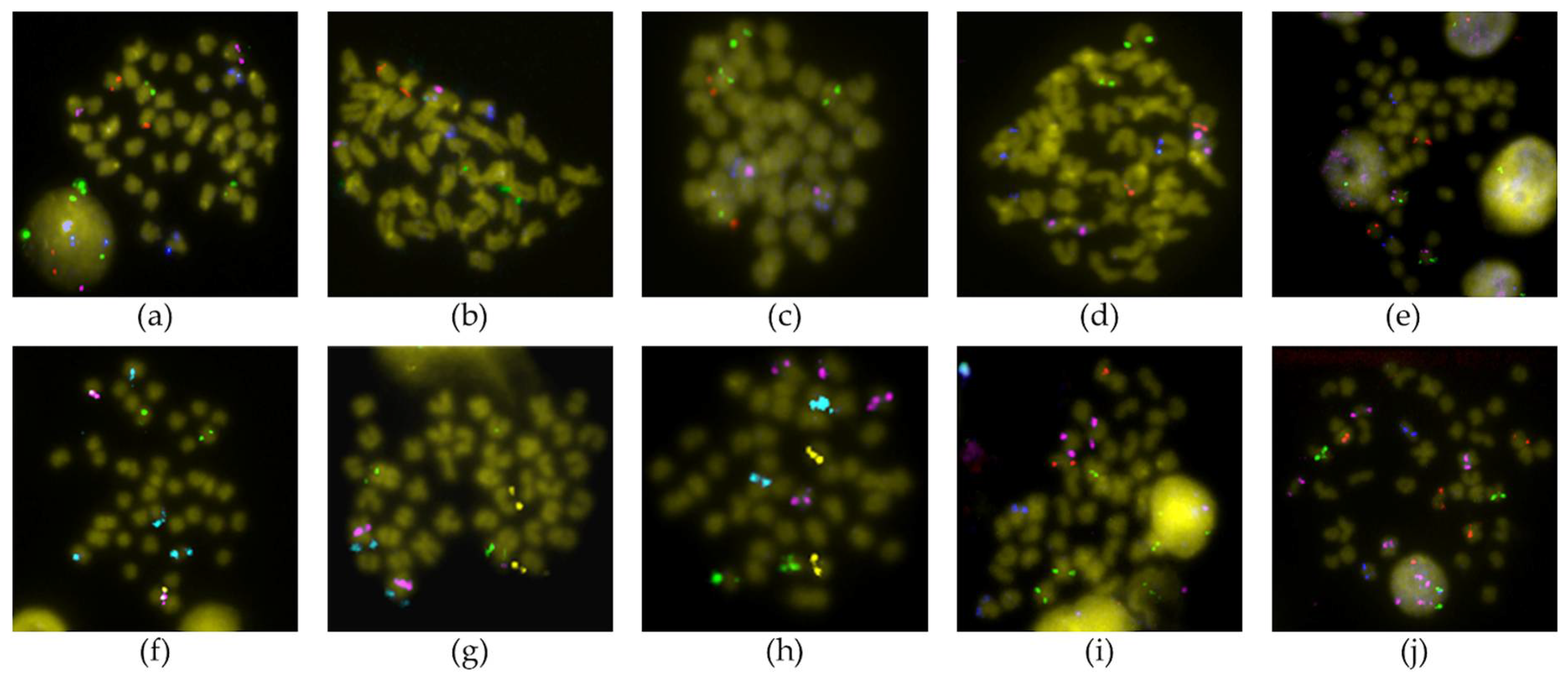 Genes 12 00049 g002