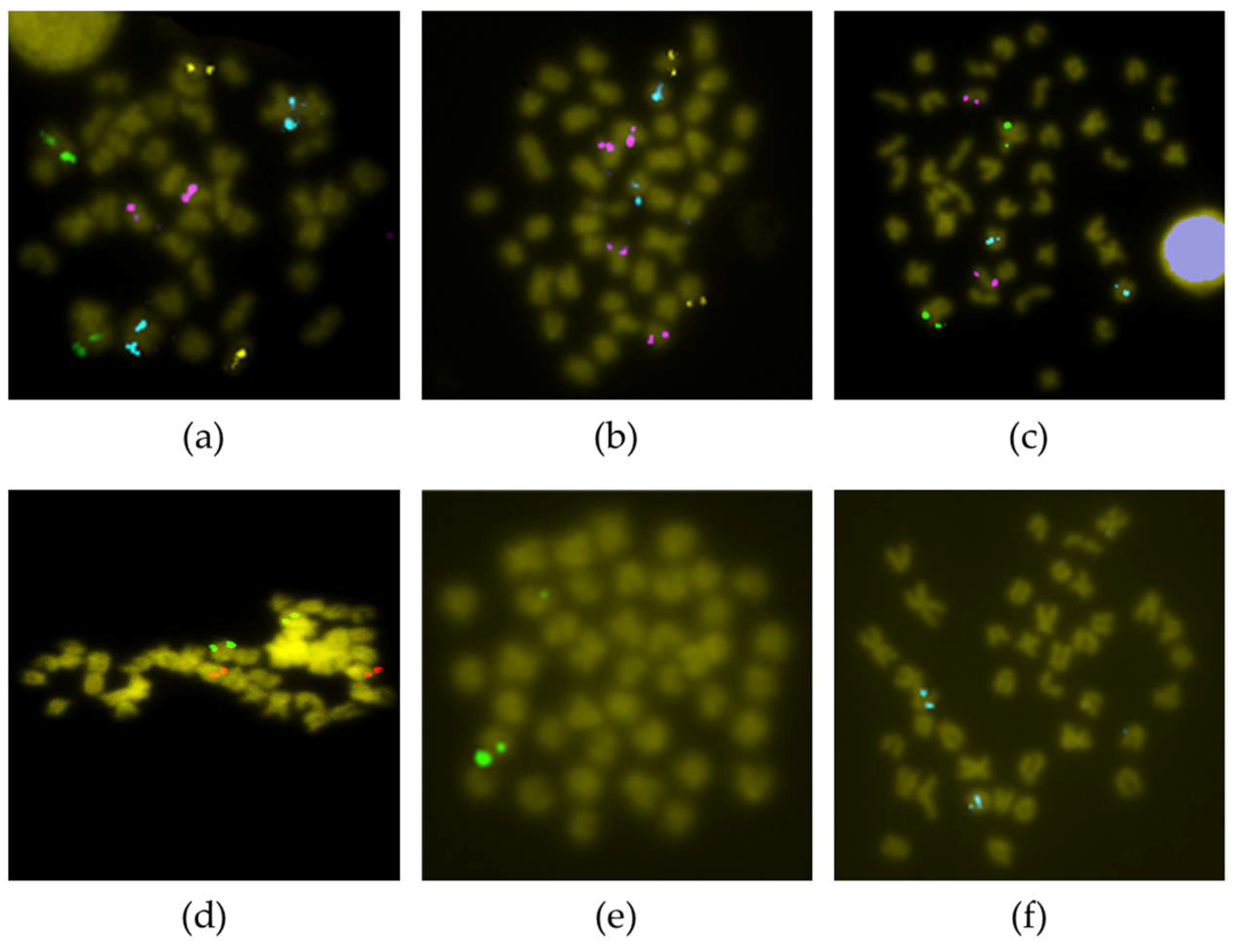 Genes 12 00049 g003