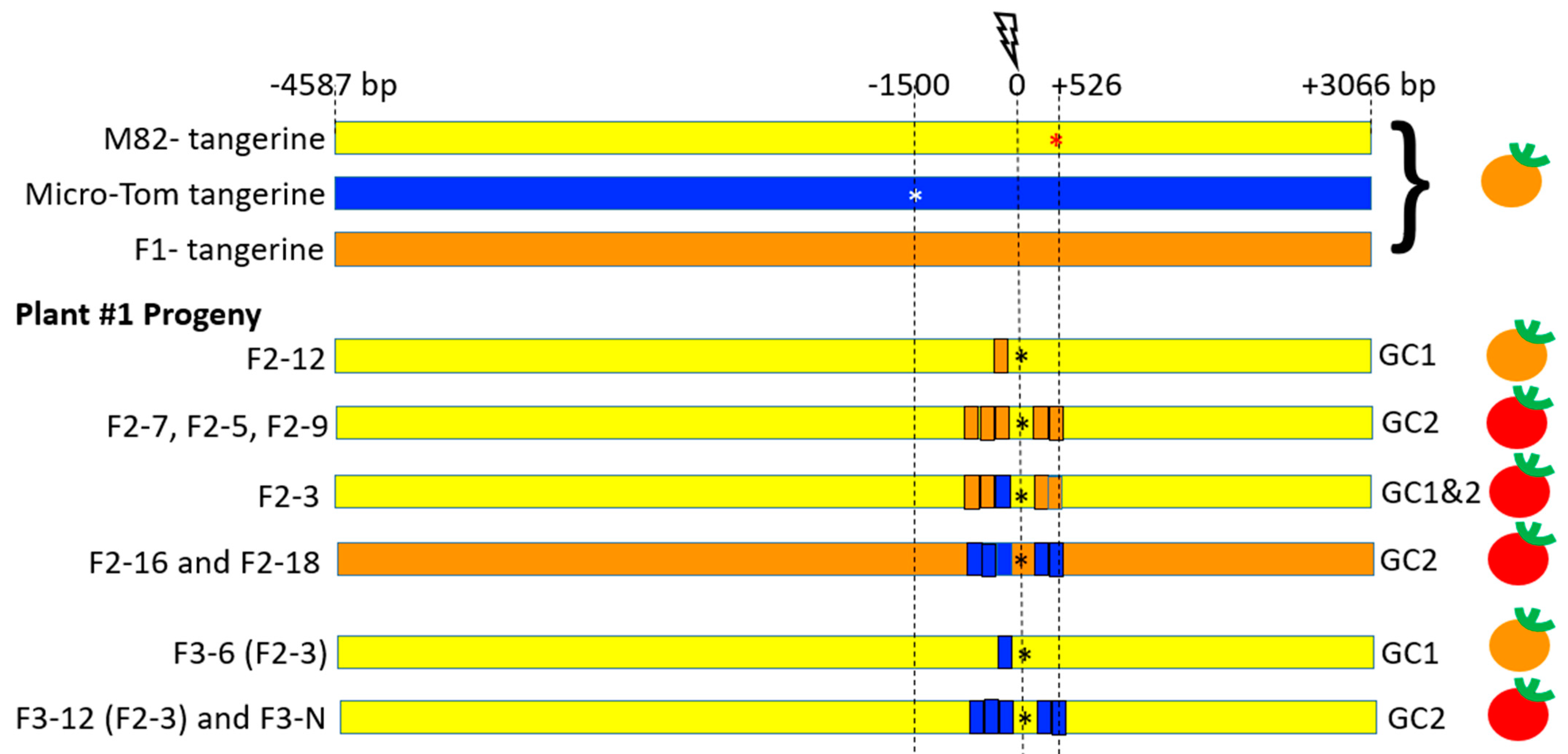 Genes Free Full Text Crispr Cas9 Induced Somatic Recombination At The Crtiso Locus In Tomato Html