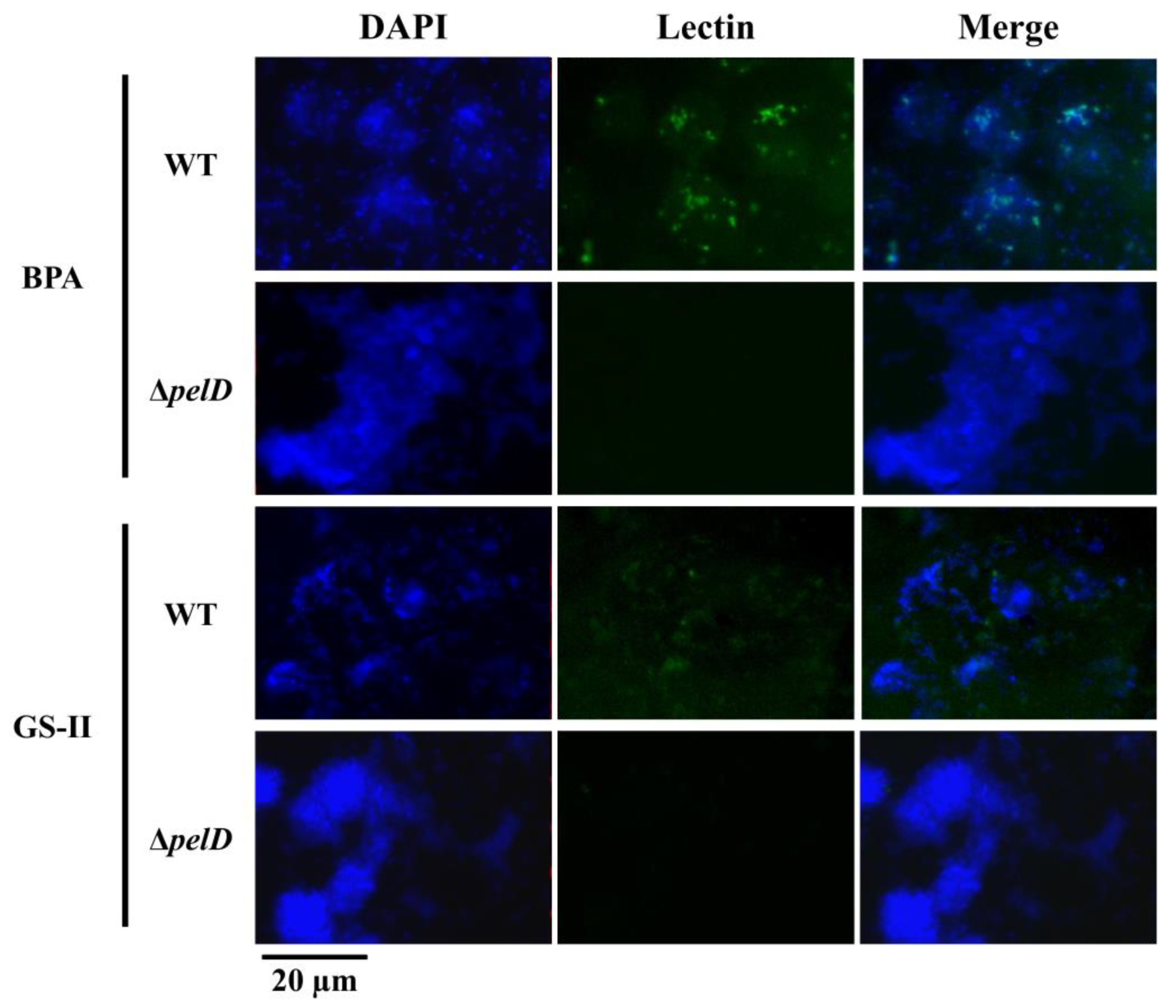 Genes 12 00069 g001 Genes 12 00069 g001