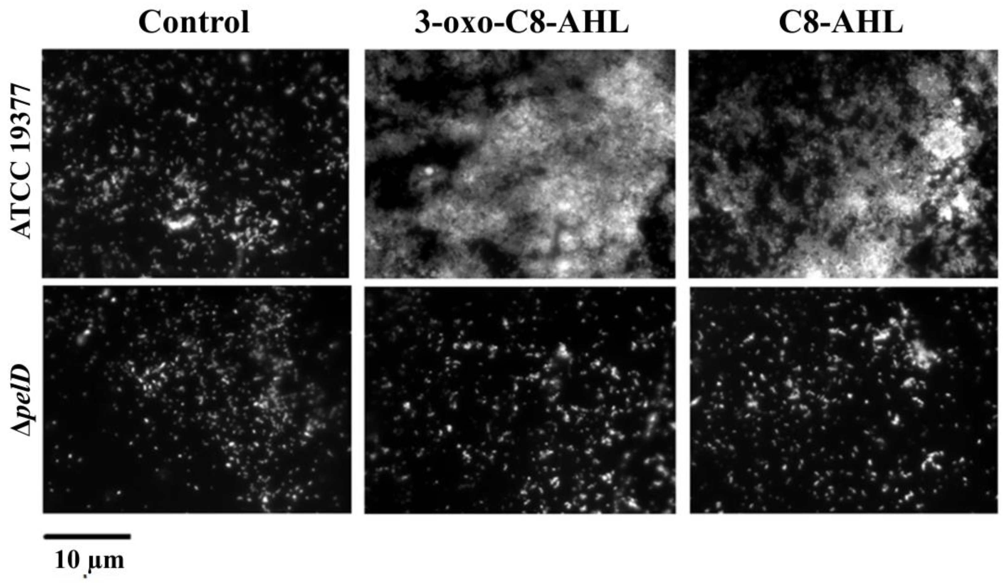 Genes 12 00069 g003 Genes 12 00069 g003