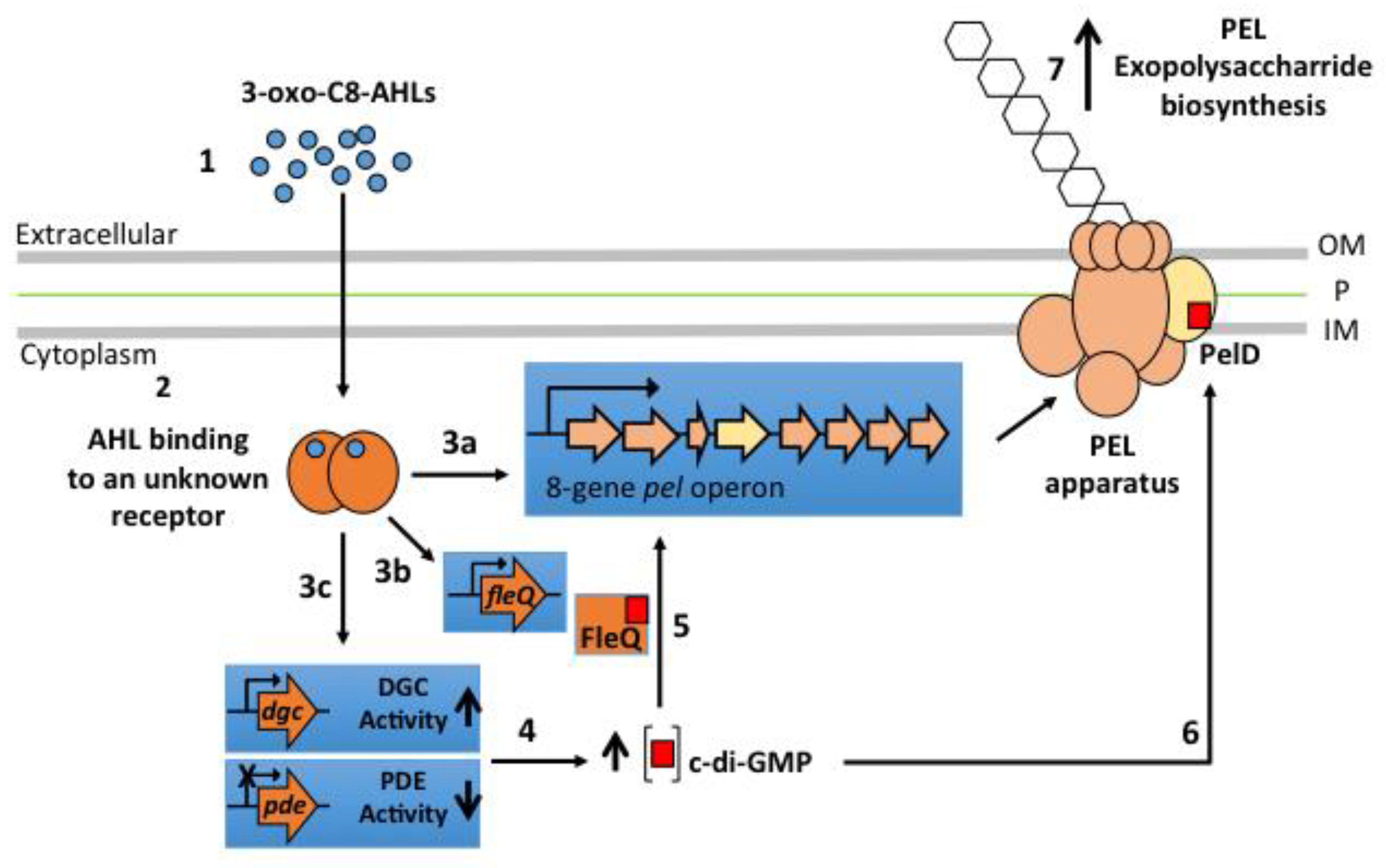 Genes 12 00069 g005 Genes 12 00069 g005