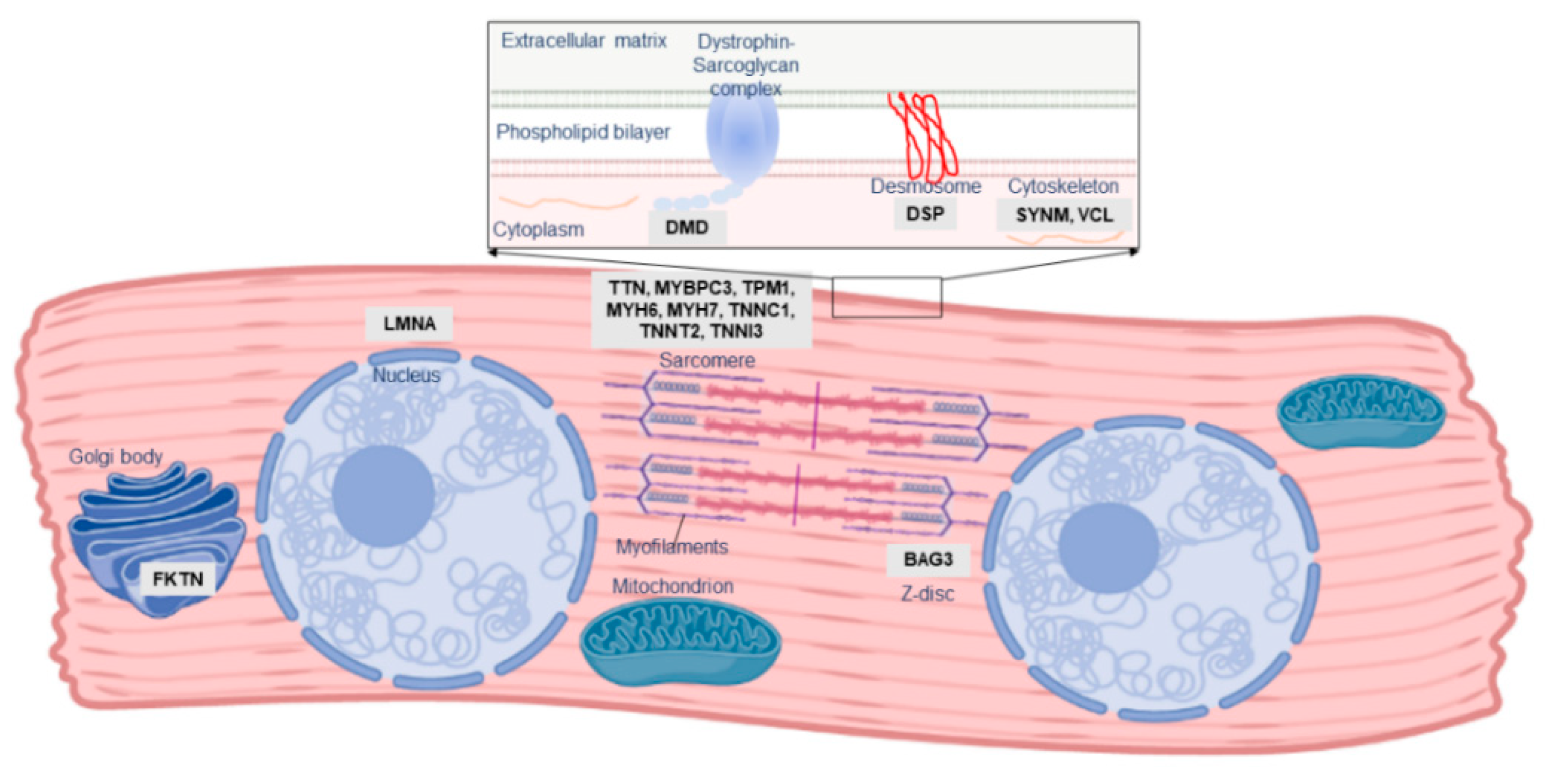 Genes 12 00103 g002