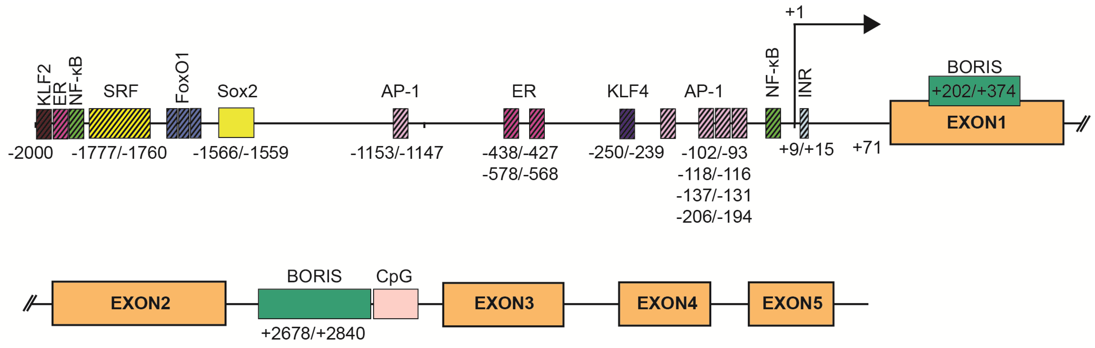 Genes 12 00108 g003 Genes 12 00108 g003
