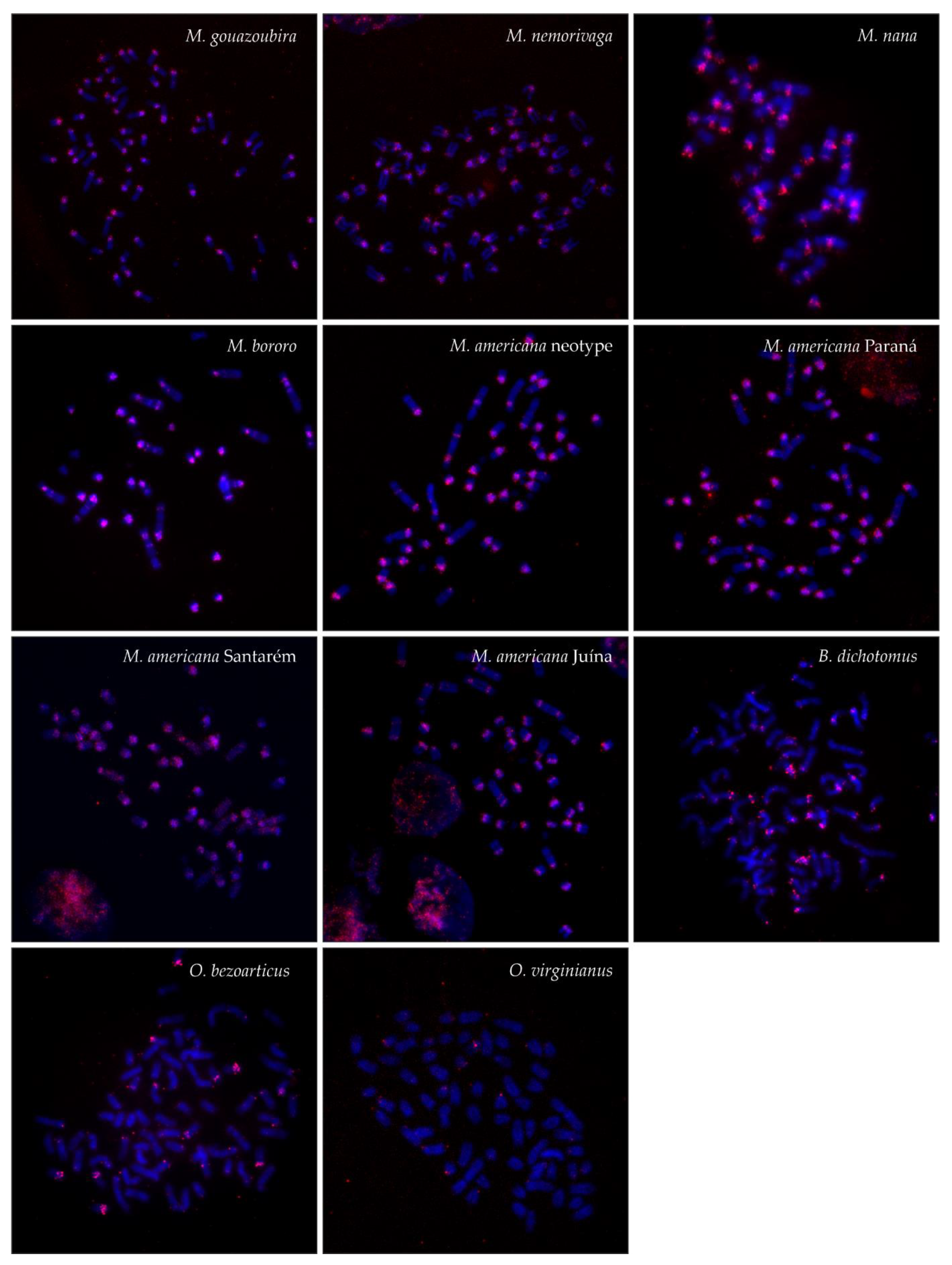 Genes 12 00123 g004 Genes 12 00123 g004