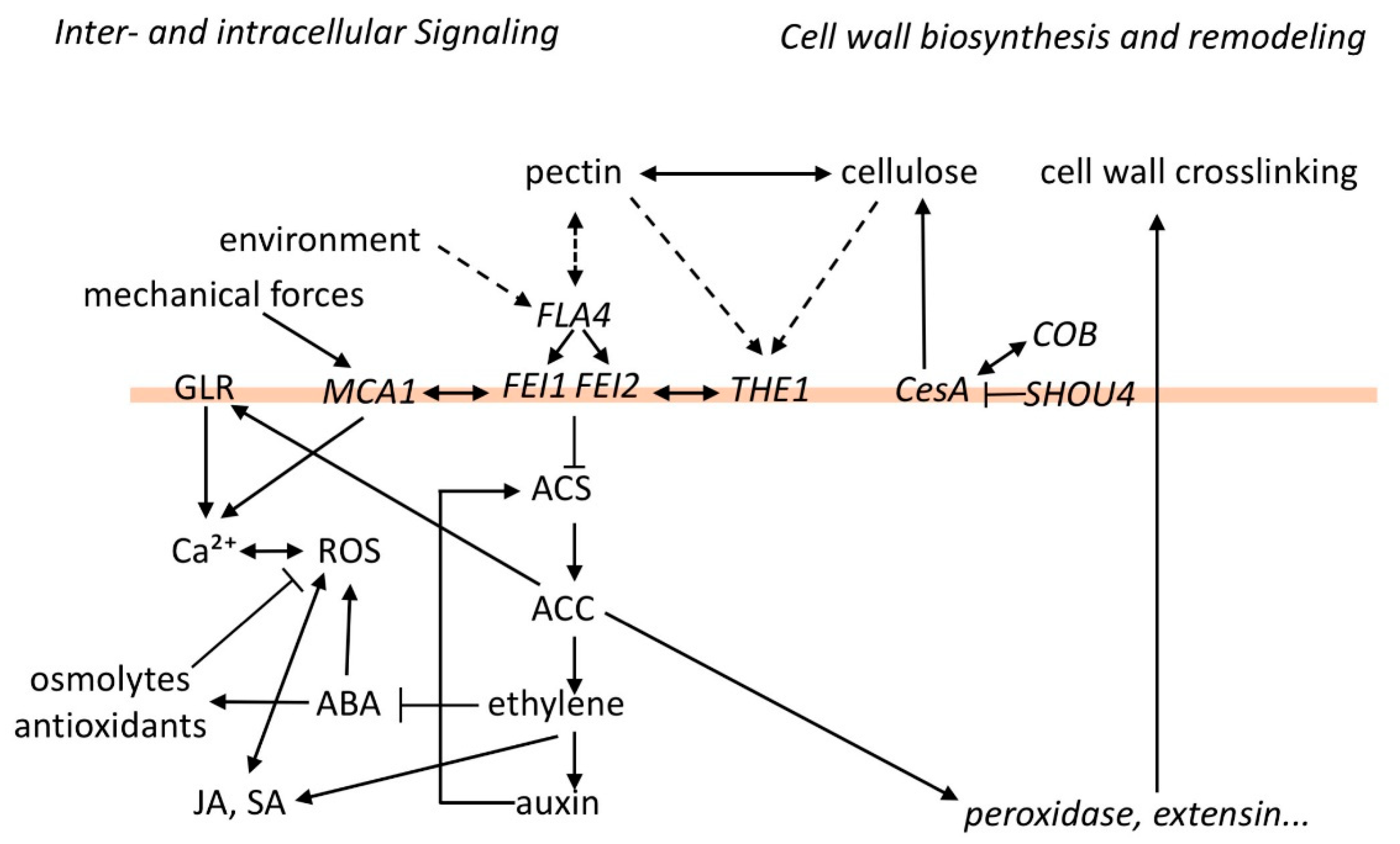 Genes 12 00145 g001 Genes 12 00145 g001