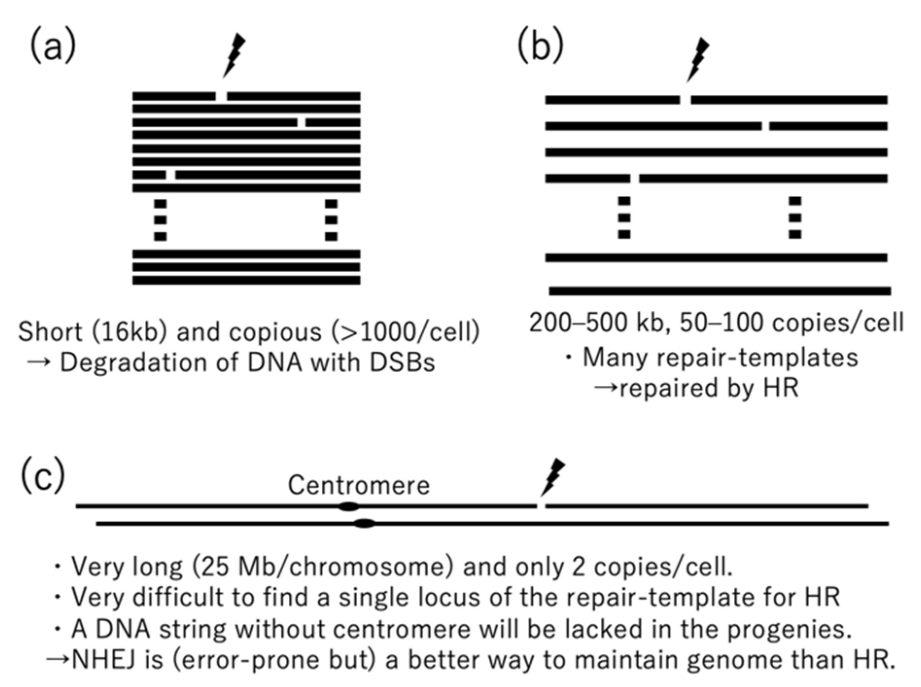 Genes 12 00153 g001