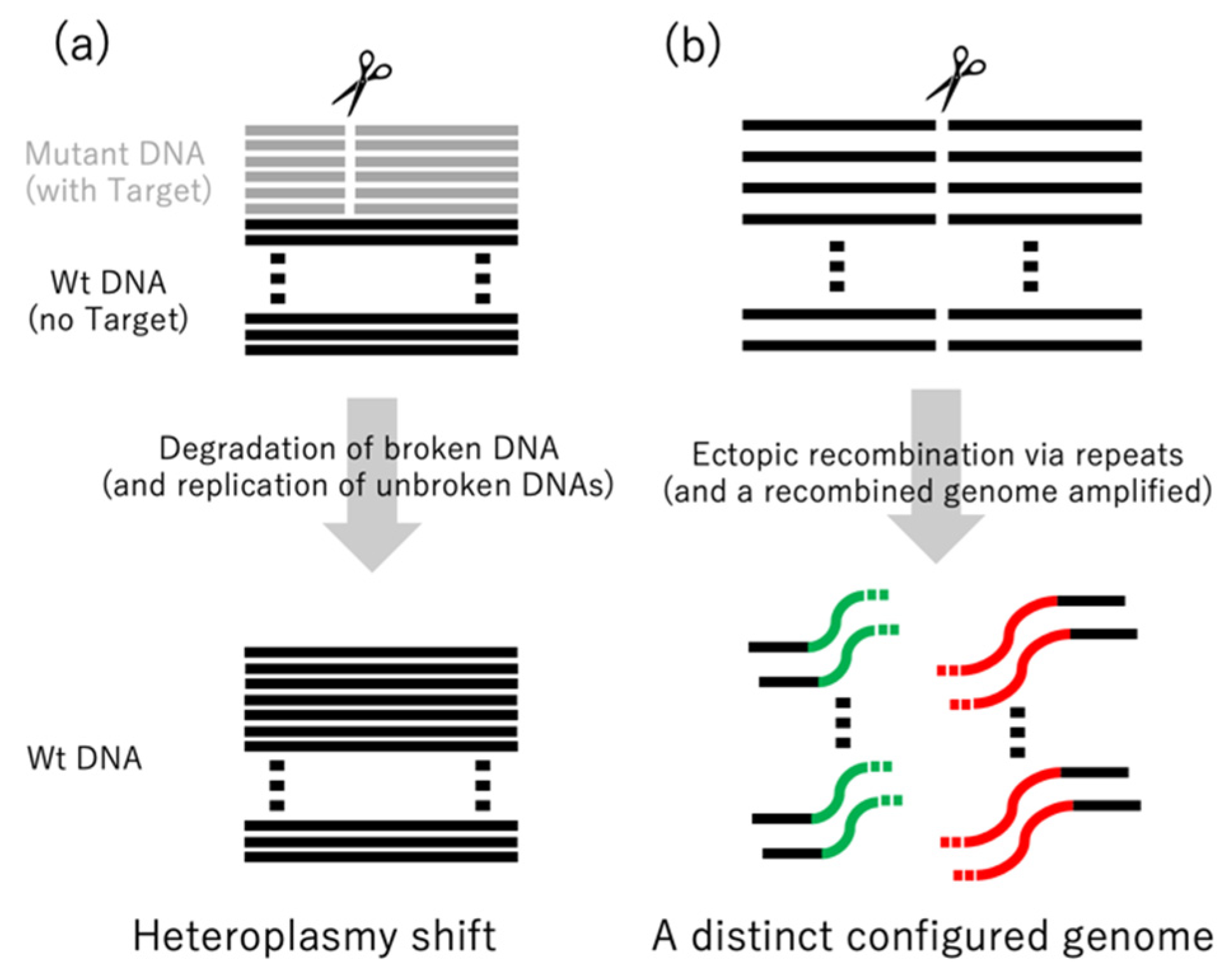 Genes 12 00153 g003