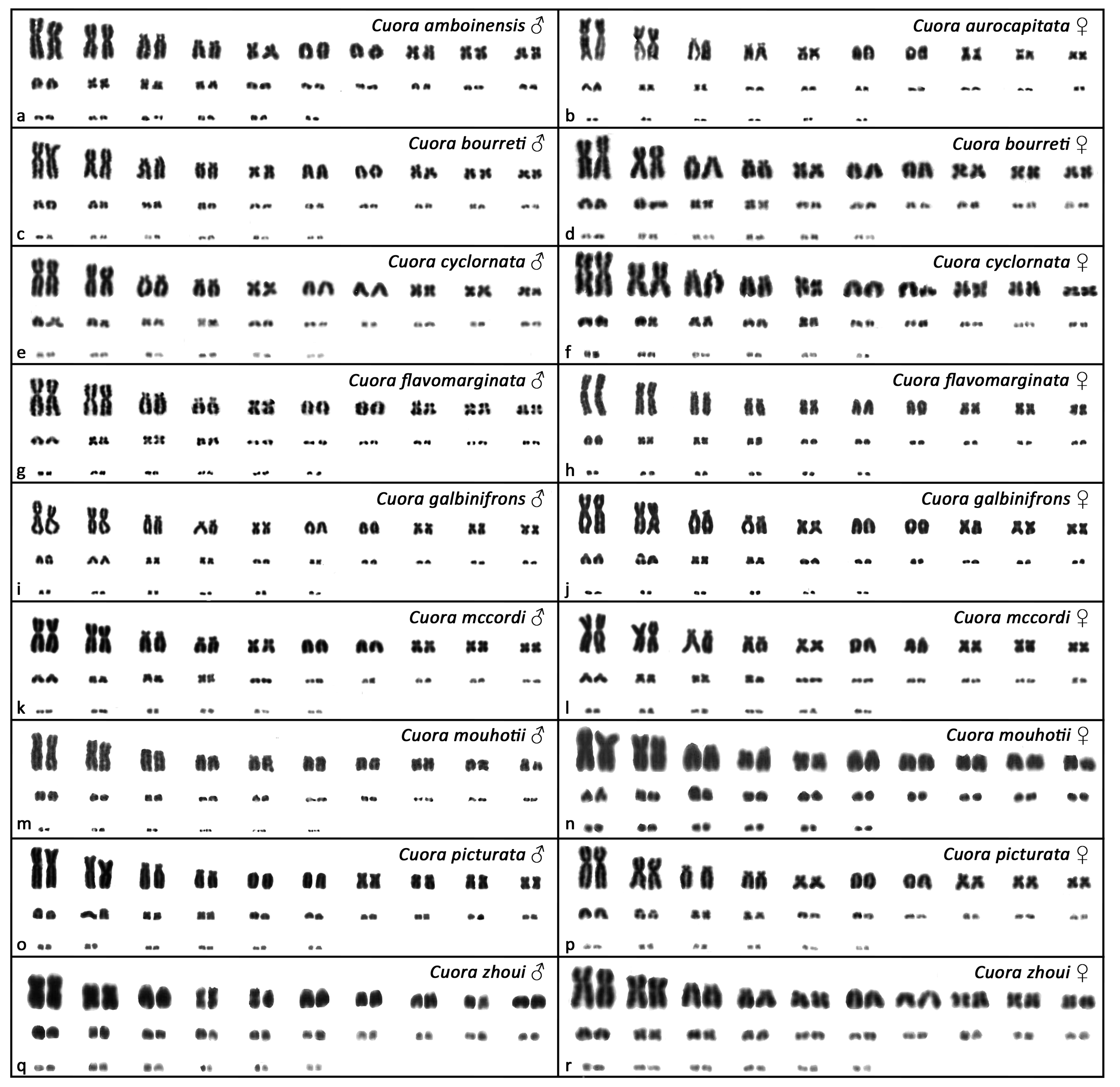 Genes 12 00156 g001 Genes 12 00156 g001