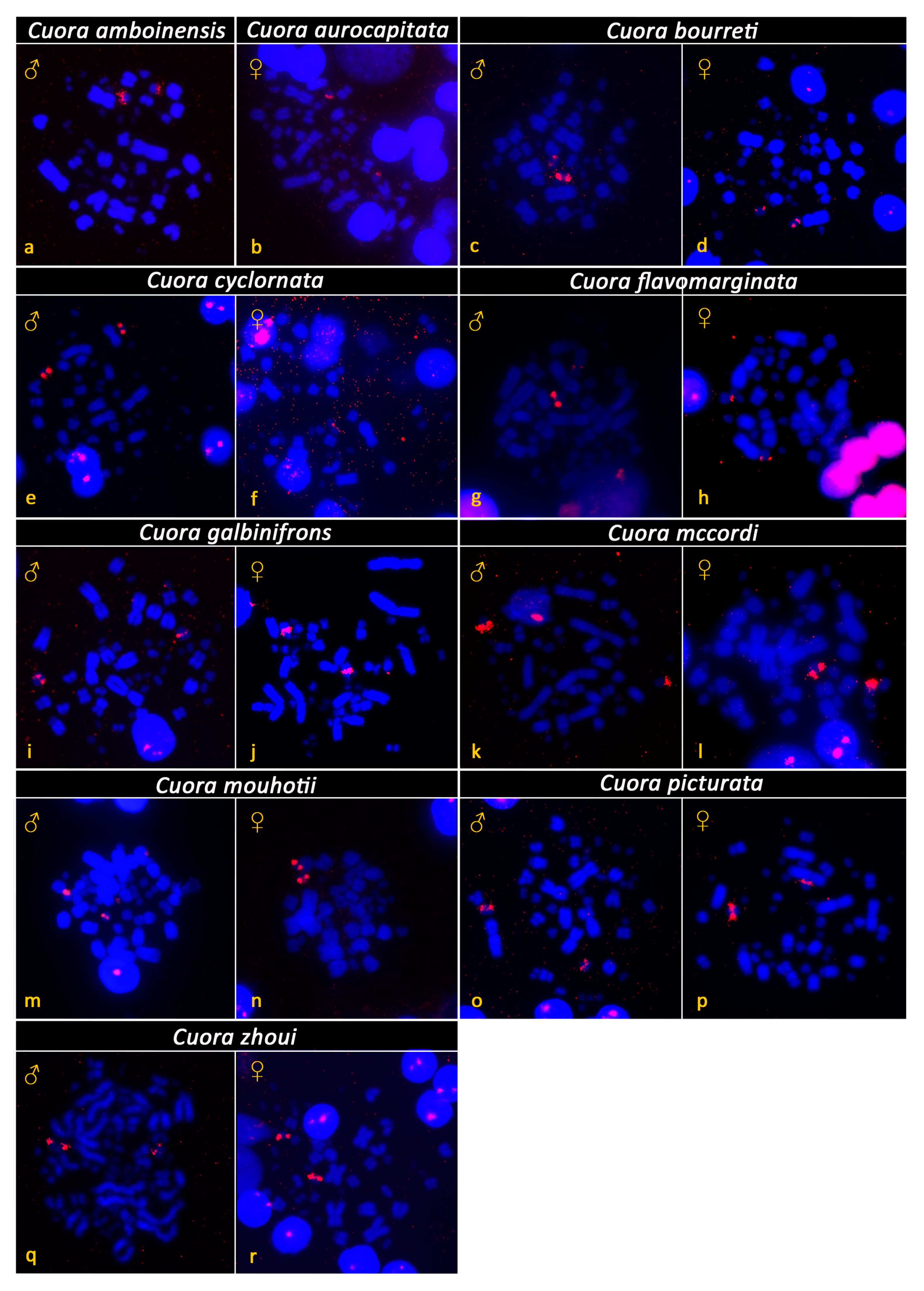 Genes 12 00156 g003 Genes 12 00156 g003