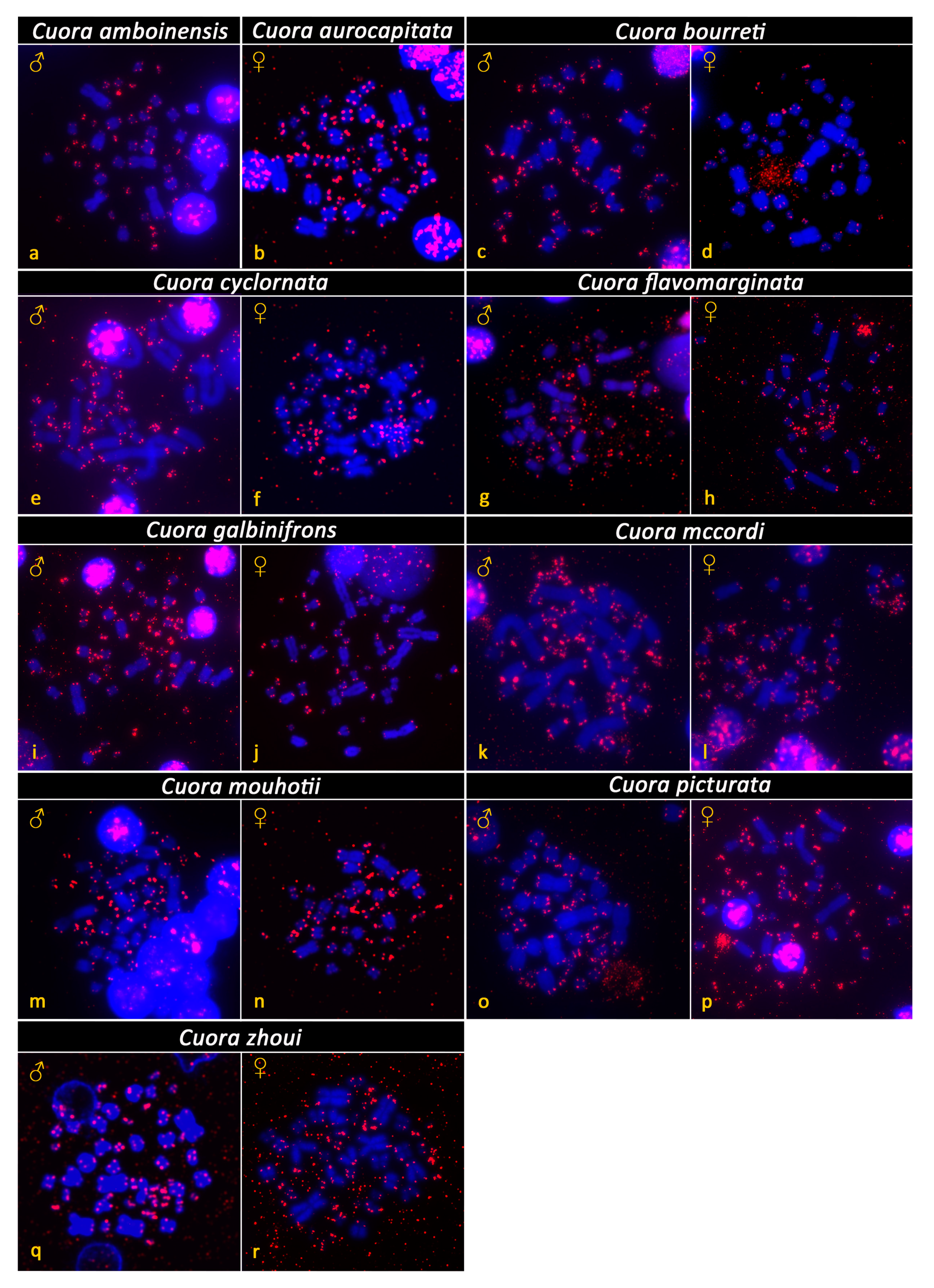 Genes 12 00156 g004 Genes 12 00156 g004