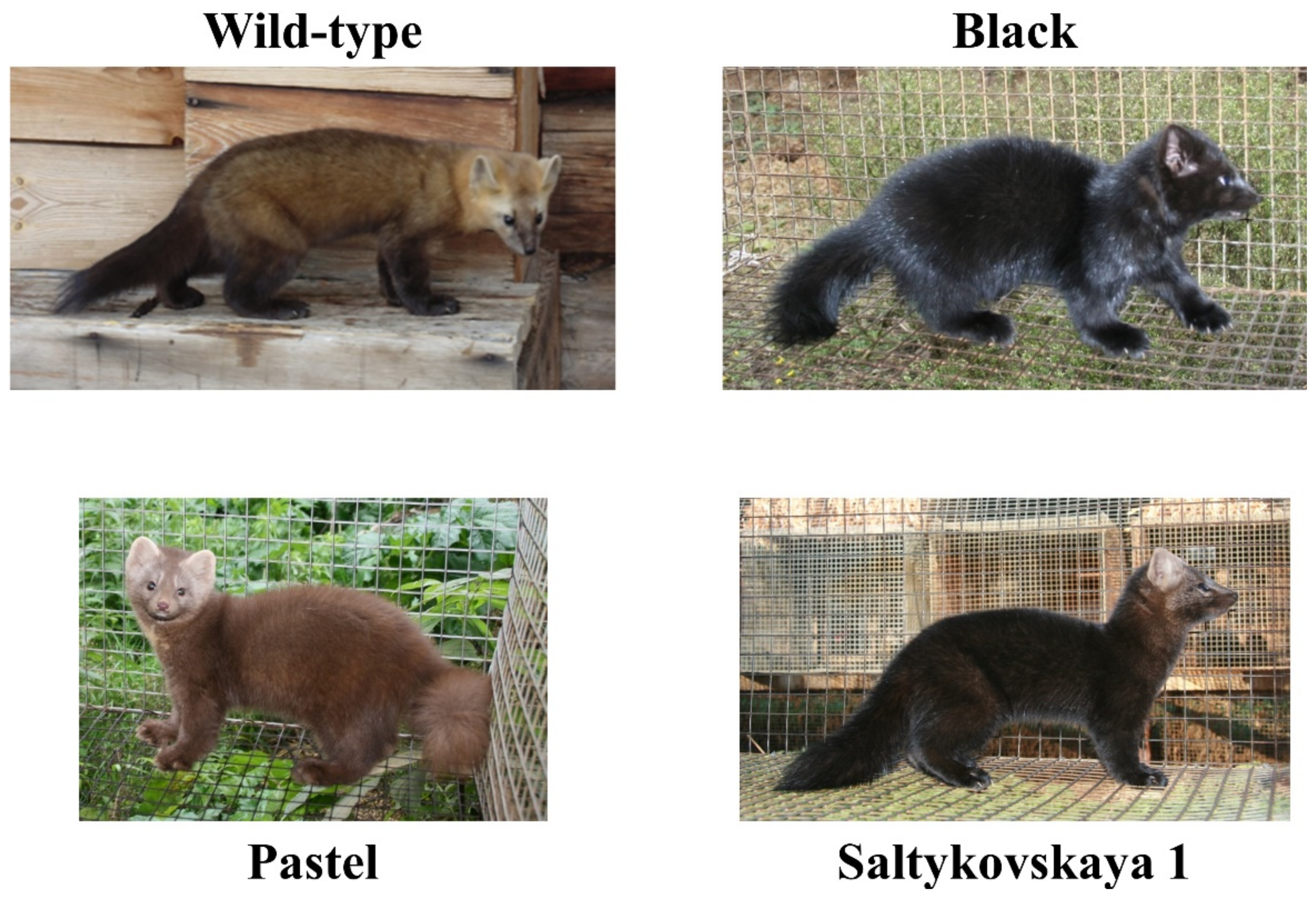 Genes | Free Full-Text | Genome Analysis of Sable Fur Color Links a Lightened Pigmentation Phenotype to a Frameshift Variant in the Tyrosinase-Related Protein 1 Gene Genes | Free Full-Text | Genome Analysis of Sable Fur Color Links a Lightened Pigmentation Phenotype to a Frameshift Variant in the Tyrosinase-Related Protein 1 Gene