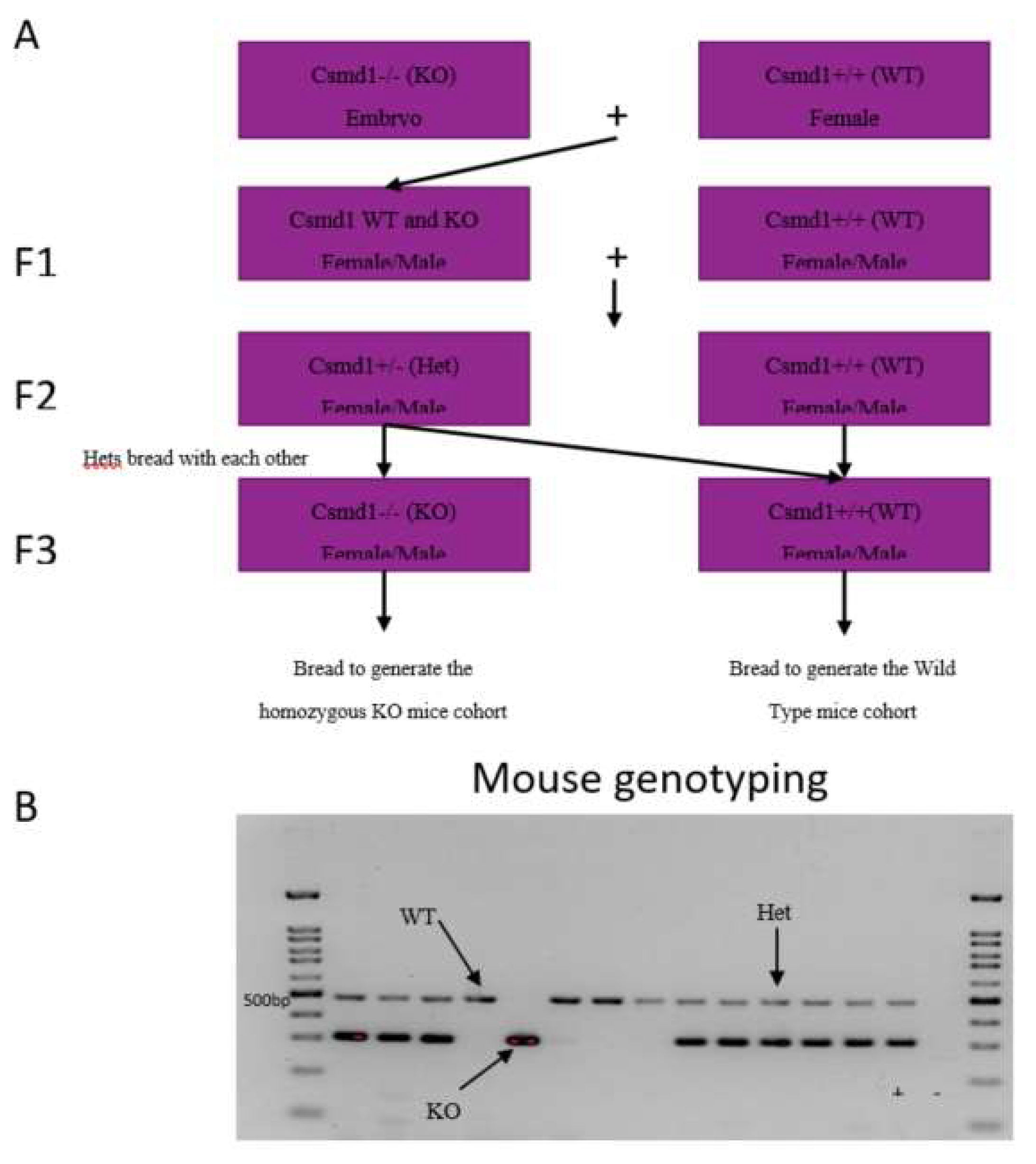 Genes 12 00162 g0a1 Genes 12 00162 g0a1