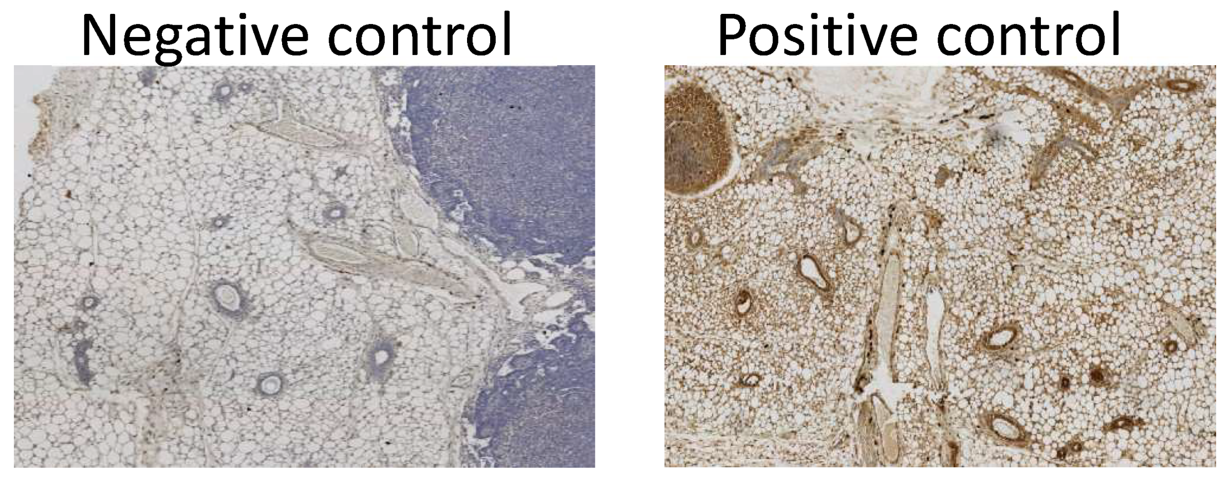Genes 12 00162 g0a2 Genes 12 00162 g0a2