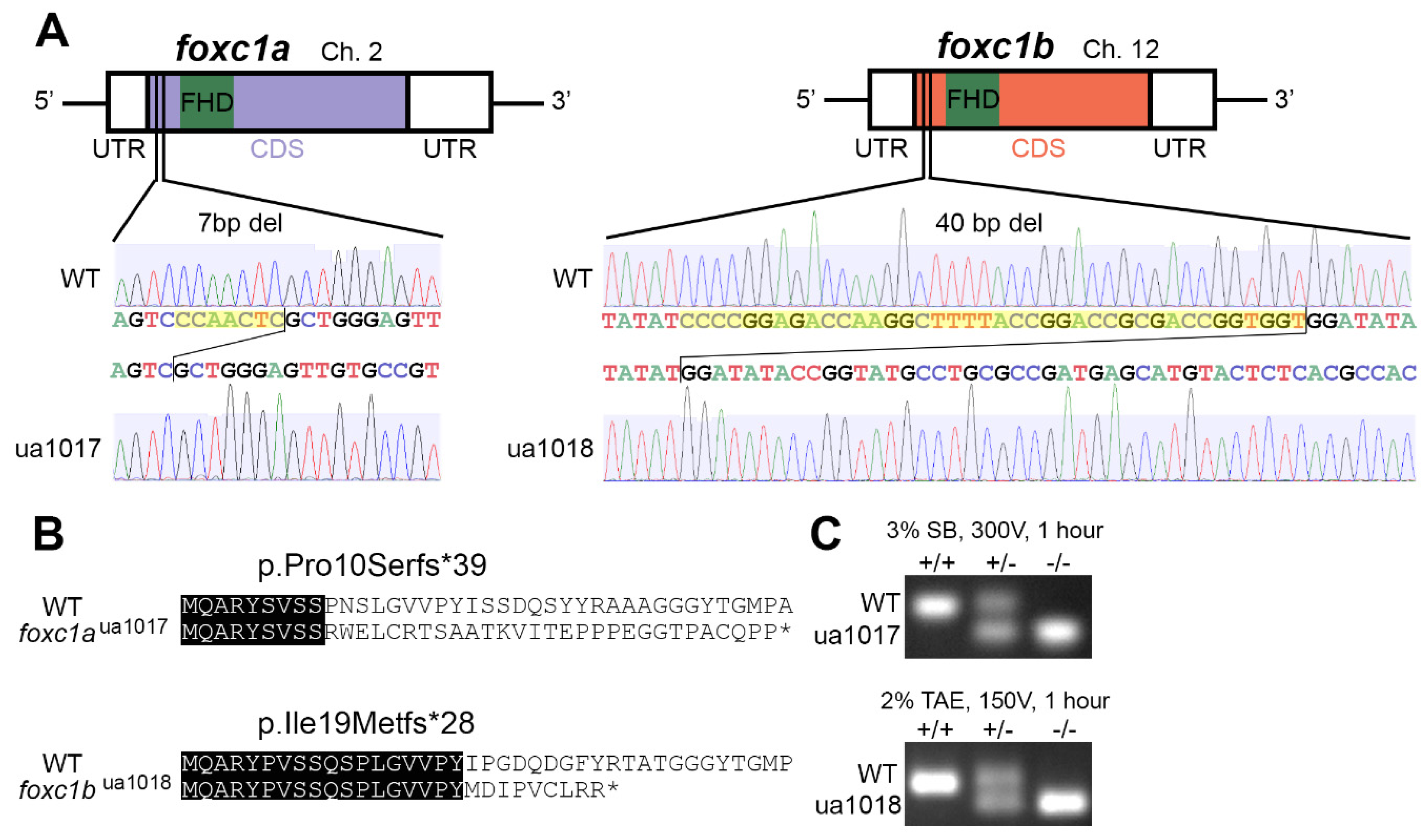 Genes 12 00170 g001 Genes 12 00170 g001