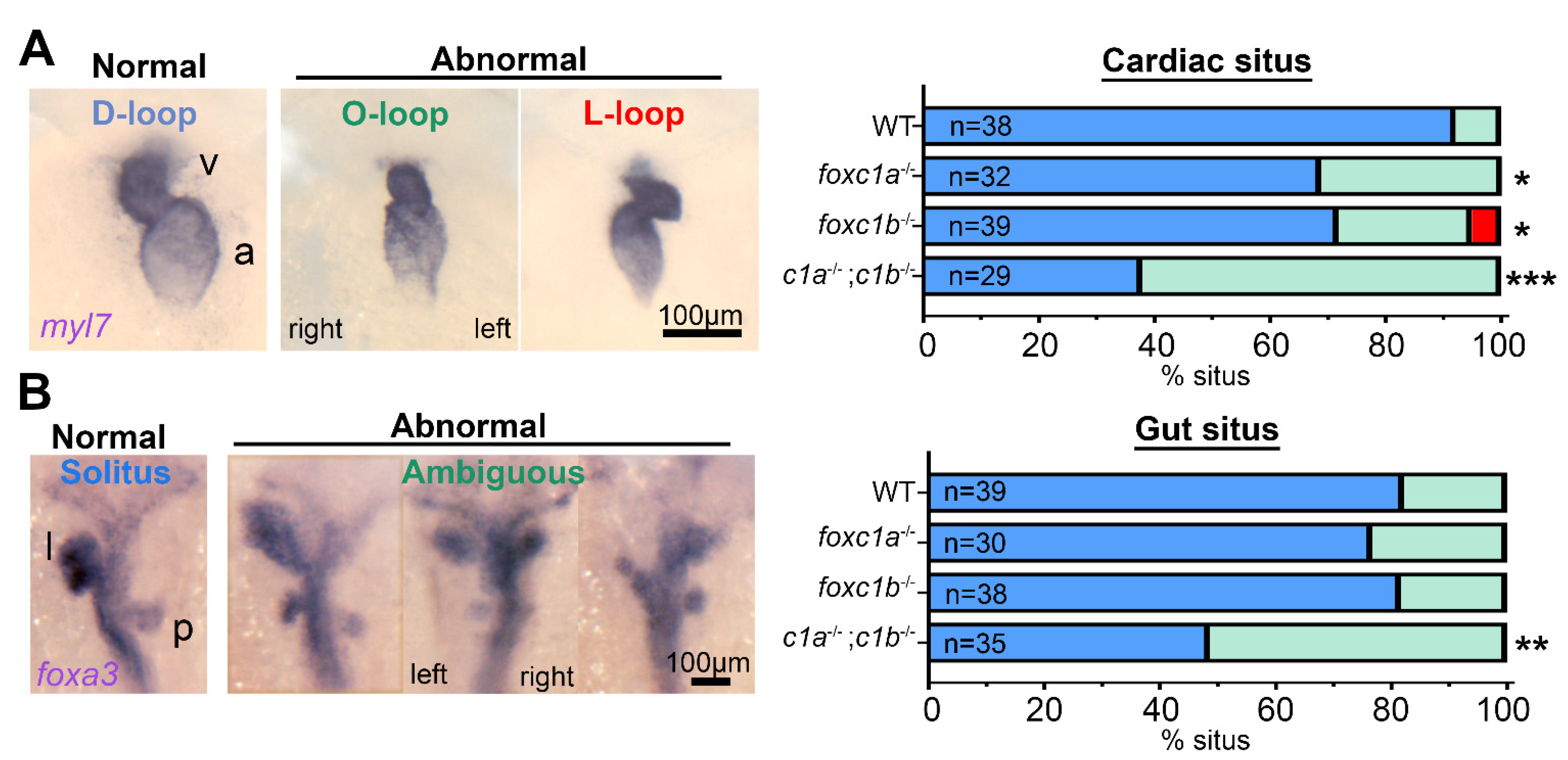 Genes 12 00170 g003 Genes 12 00170 g003