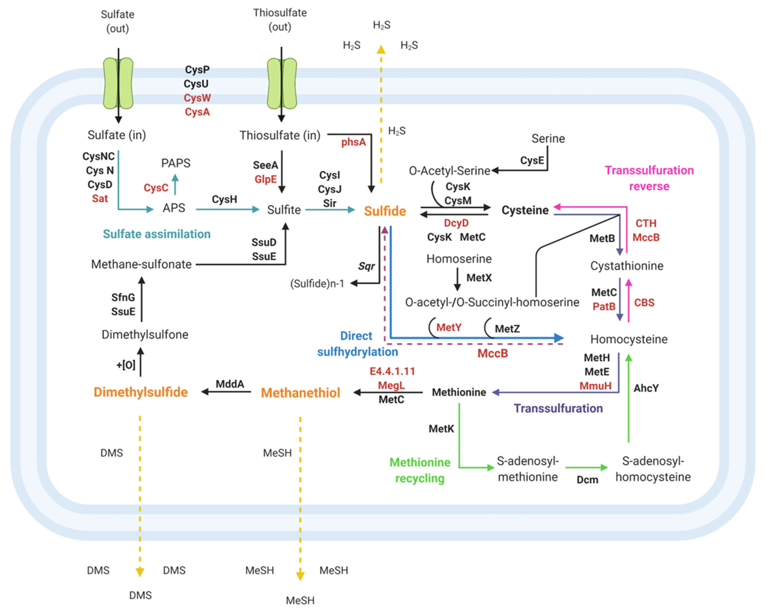 Genes 12 00187 g007 Genes 12 00187 g007